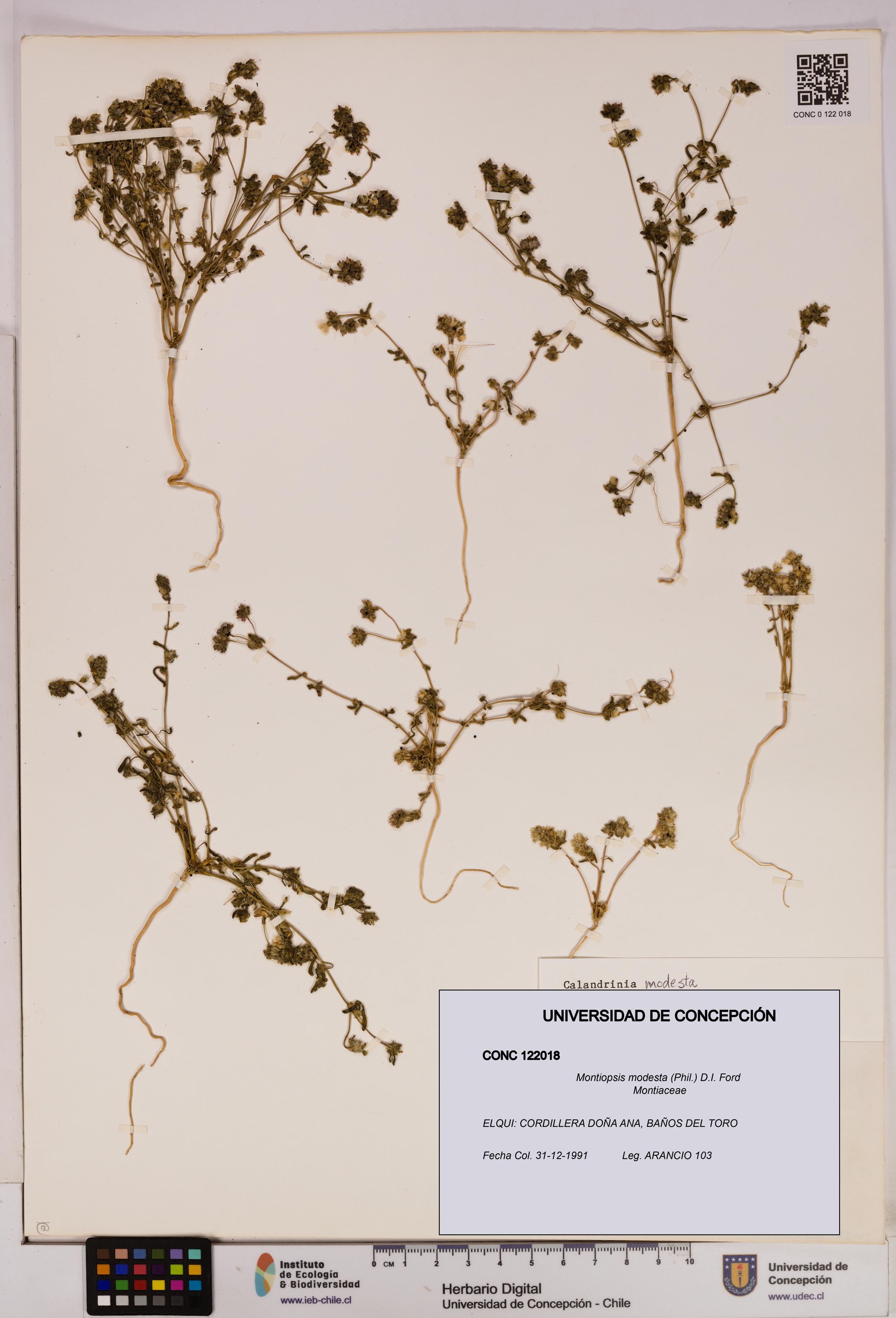 Montiopsis modesta [Espécimen: UDEC:CONC:0122018]
