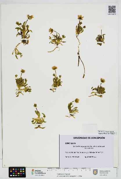 Gentianella coquimbensis [Espécimen: UDEC:CONC:0122019]