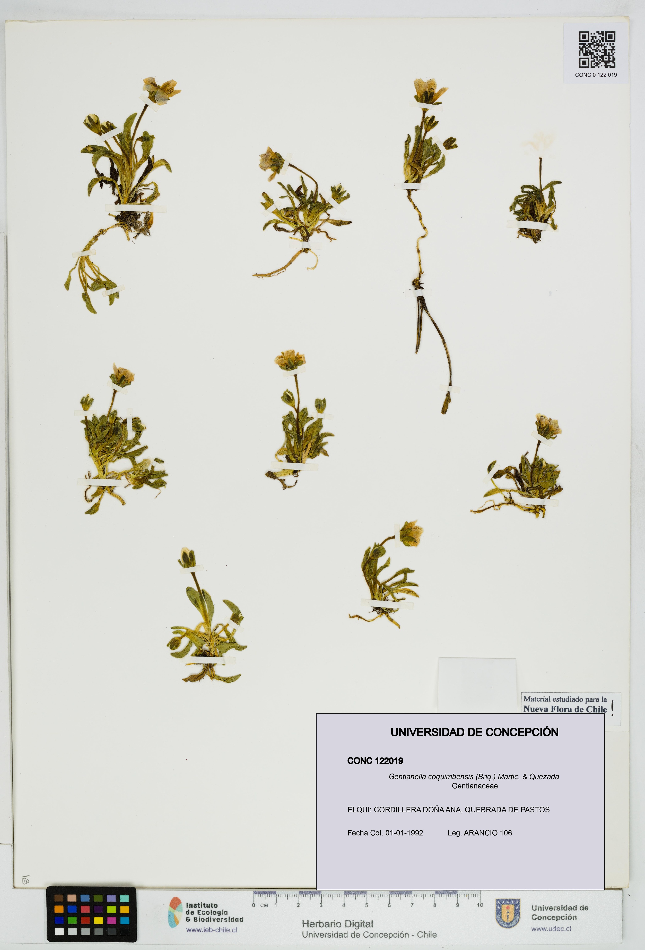 Gentianella coquimbensis [Espécimen: UDEC:CONC:0122019]