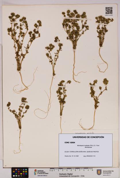 Montiopsis modesta [Espécimen: UDEC:CONC:0122024]