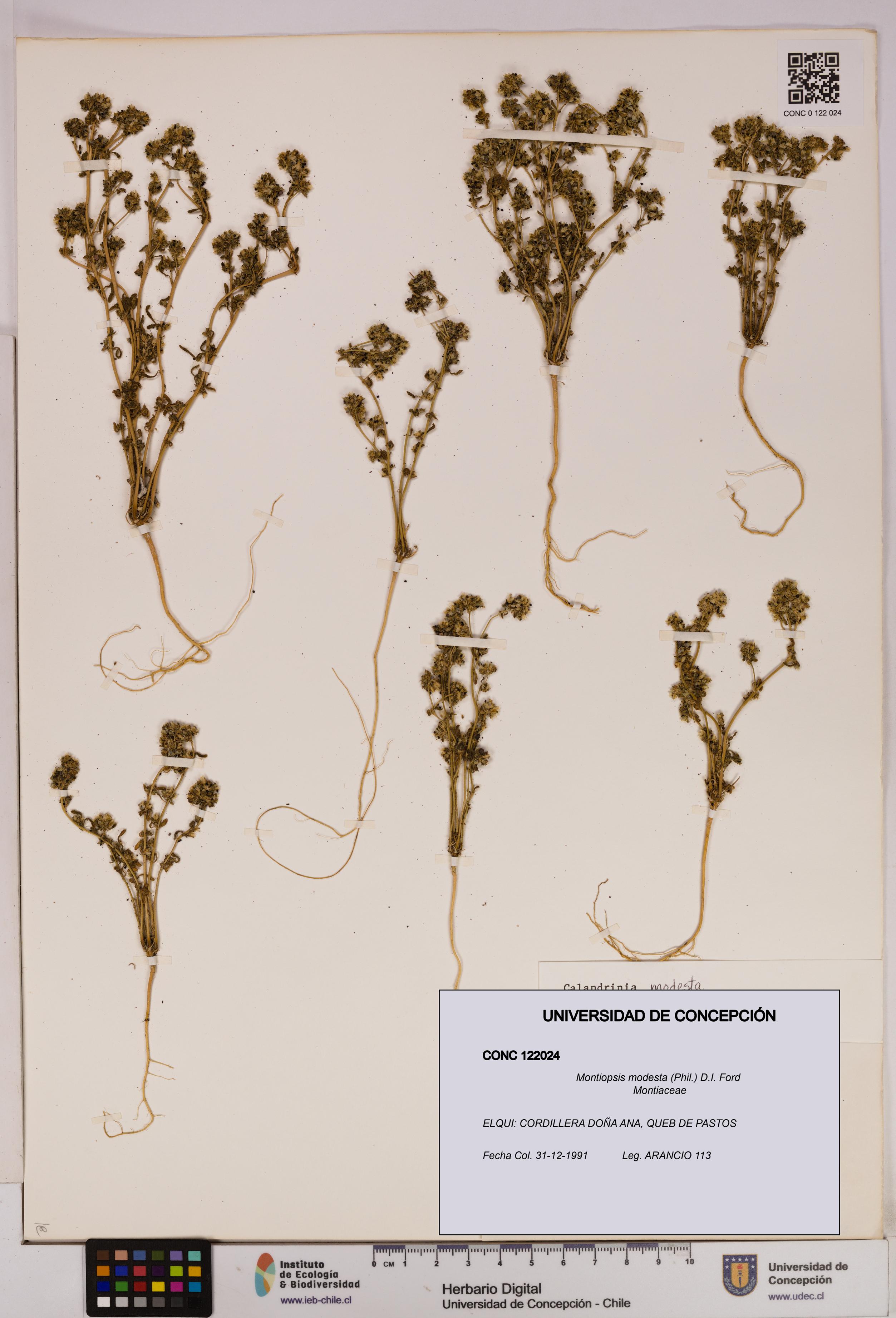 Montiopsis modesta [Espécimen: UDEC:CONC:0122024]