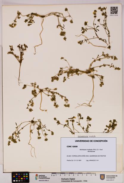 Montiopsis modesta [Espécimen: UDEC:CONC:0122025]