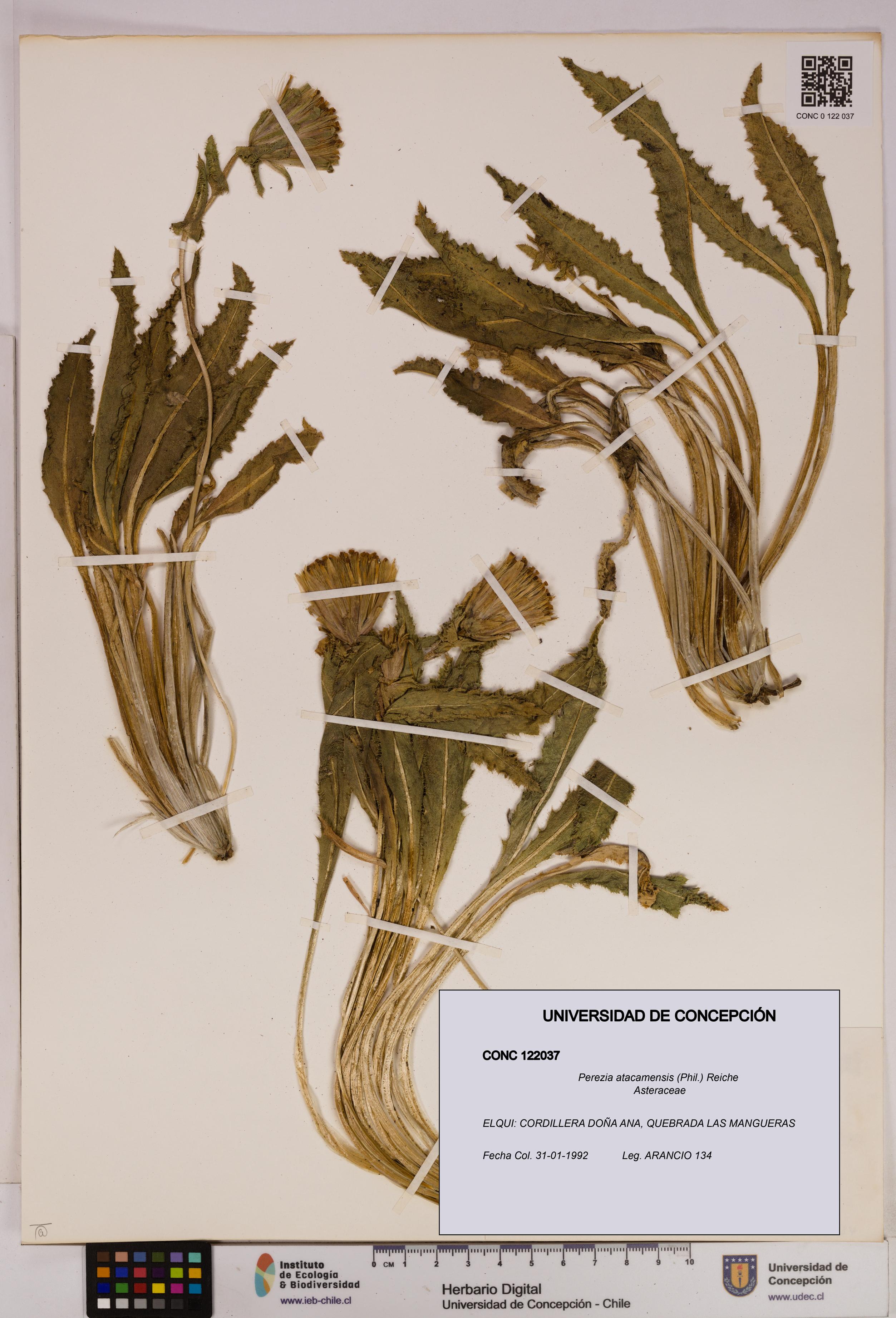 Perezia atacamensis [Espécimen: UDEC:CONC:0122037]