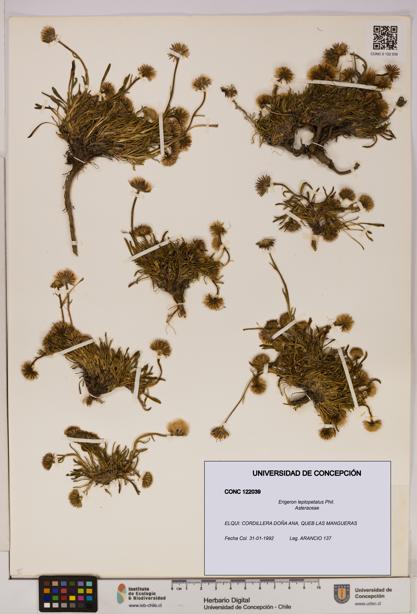 Erigeron leptopetalus [Espécimen: UDEC:CONC:0122039]