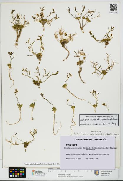 Stenodrabopsis imbricatifolia [Espécimen: UDEC:CONC:0122040]