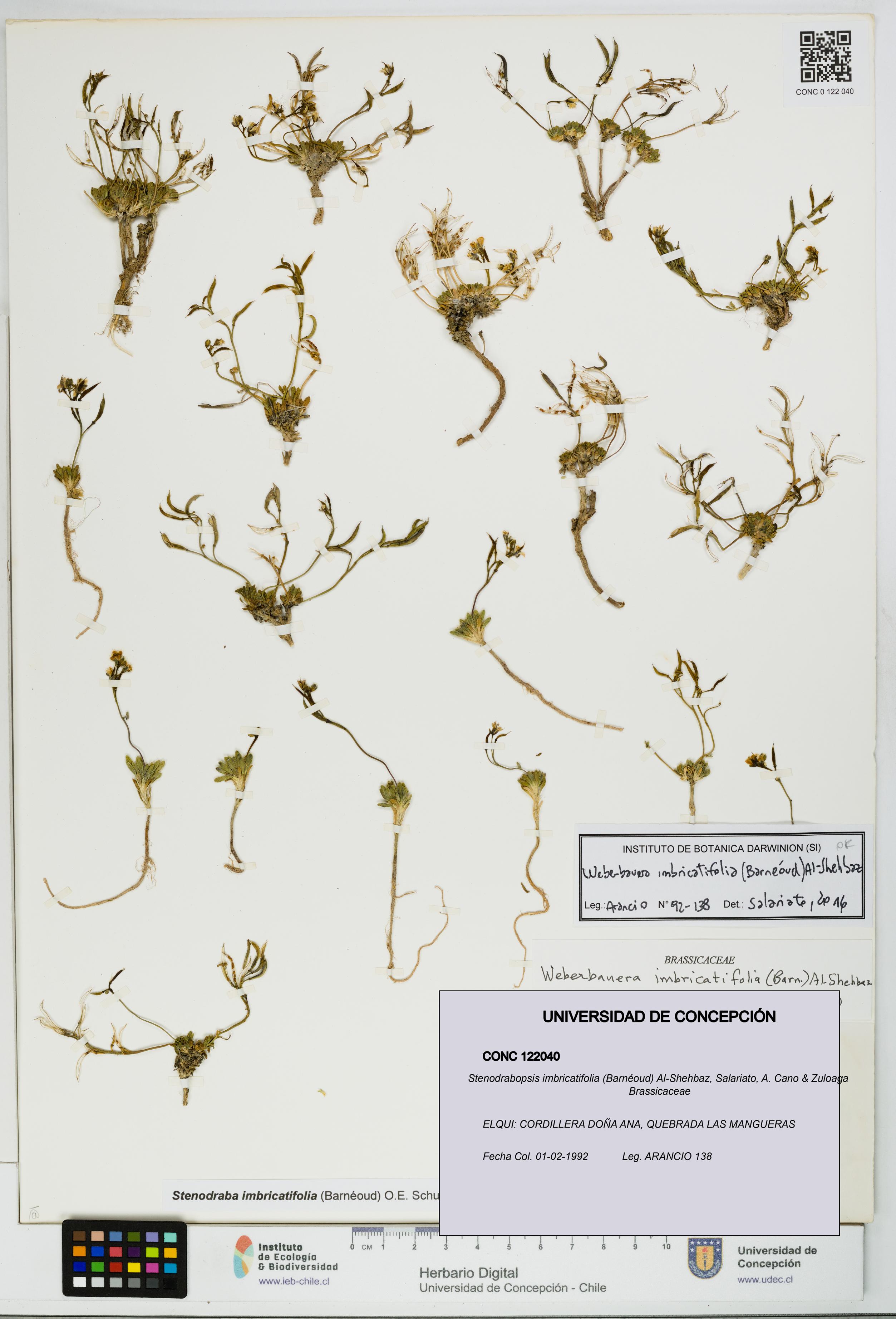 Stenodrabopsis imbricatifolia [Espécimen: UDEC:CONC:0122040]