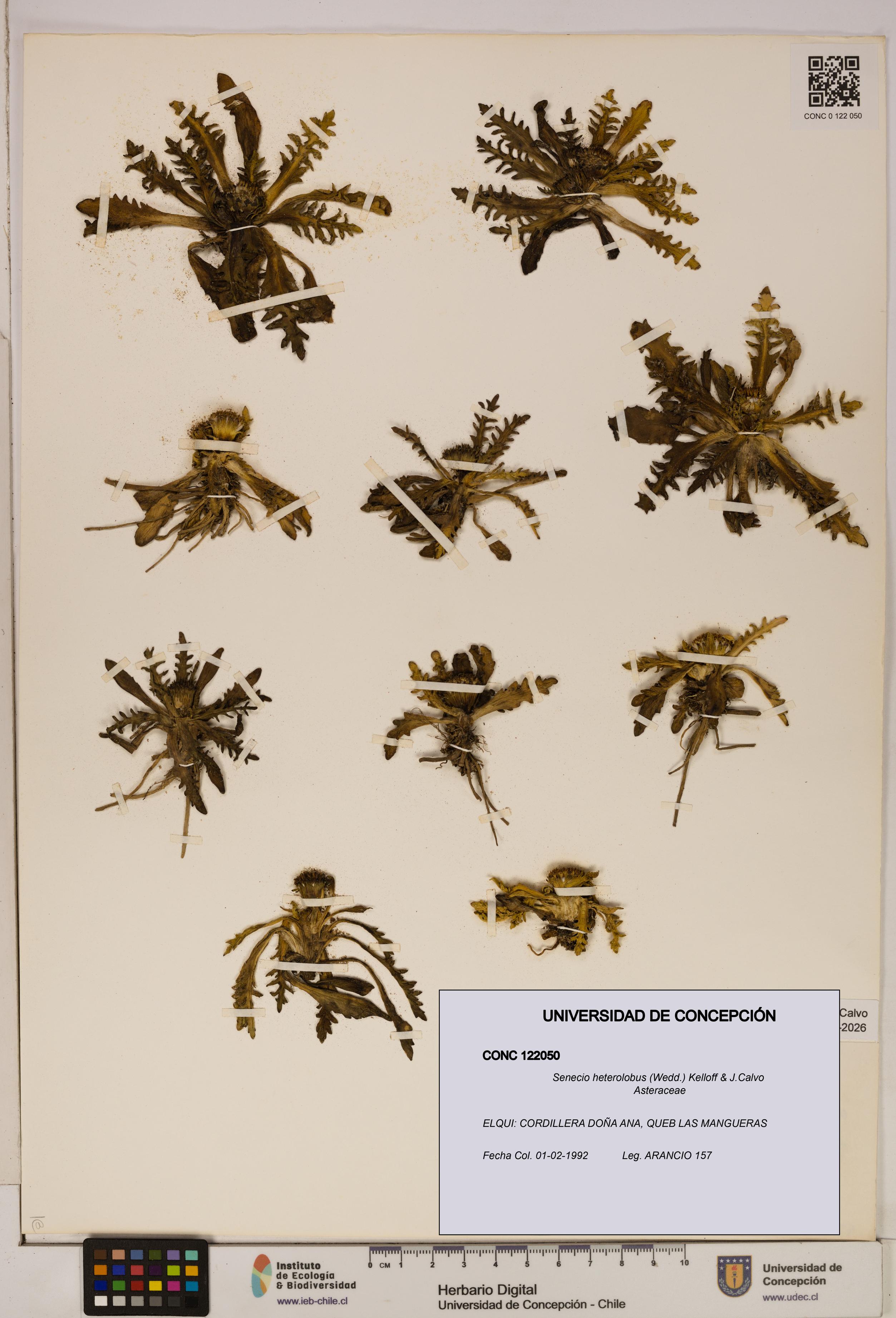 Senecio heterolobus [Espécimen: ]