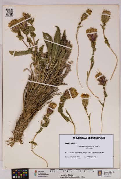 Perezia atacamensis [Espécimen: UDEC:CONC:0122057]