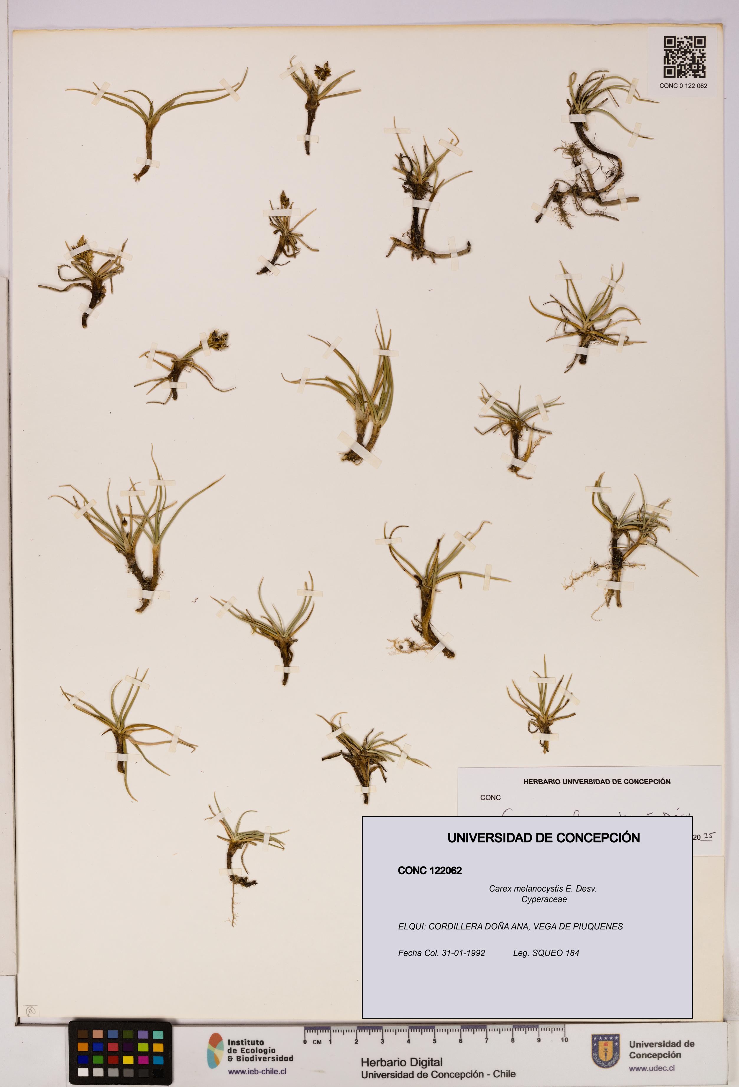 Carex melanocystis [Espécimen: UDEC:CONC:0122062]