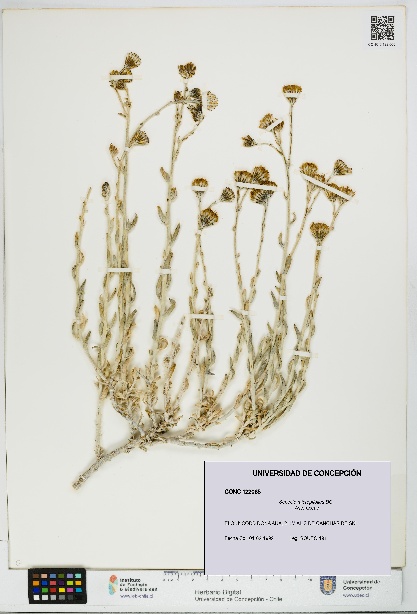 Senecio micropifolius [Espécimen: UDEC:CONC:0122065]