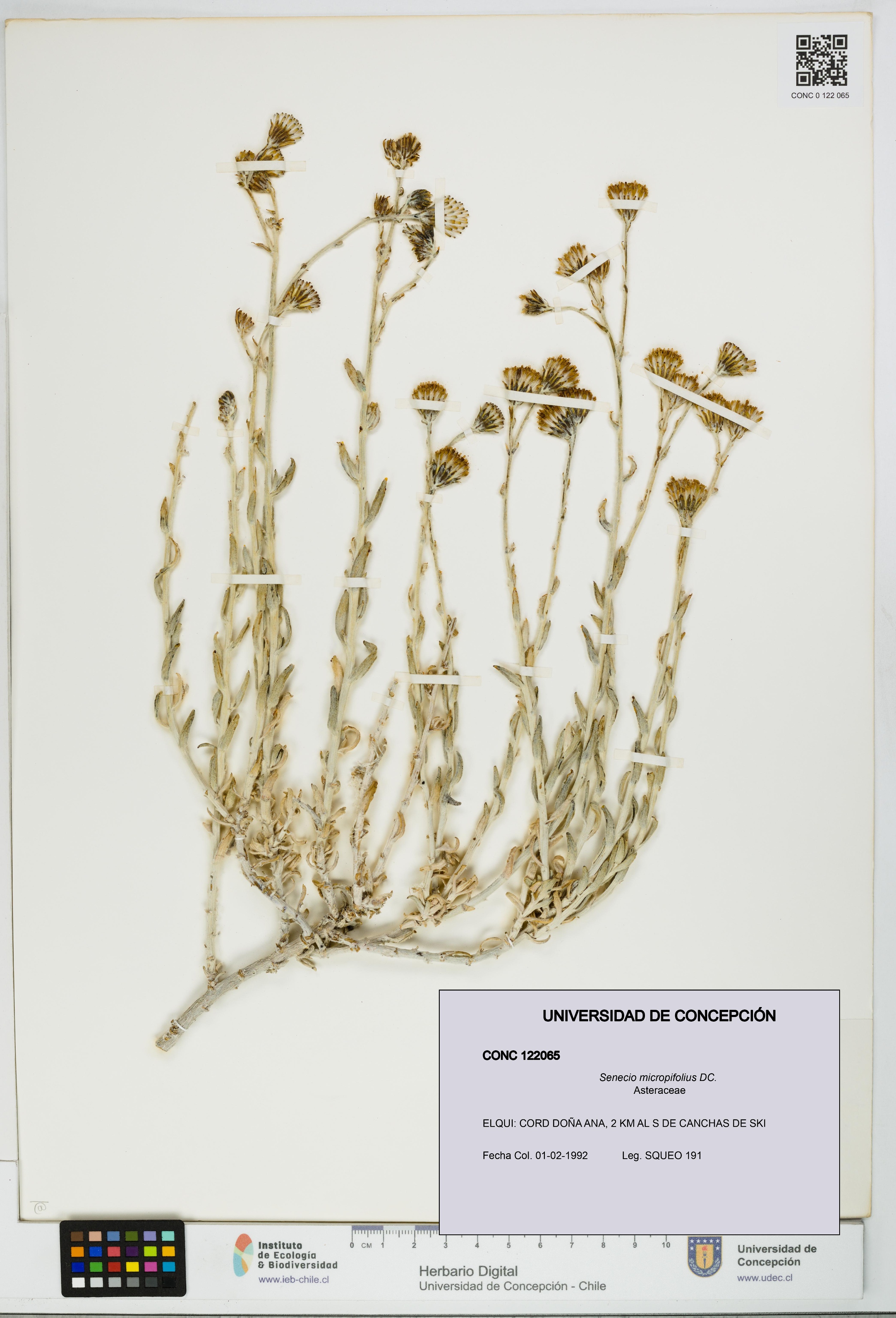 Senecio micropifolius [Espécimen: UDEC:CONC:0122065]