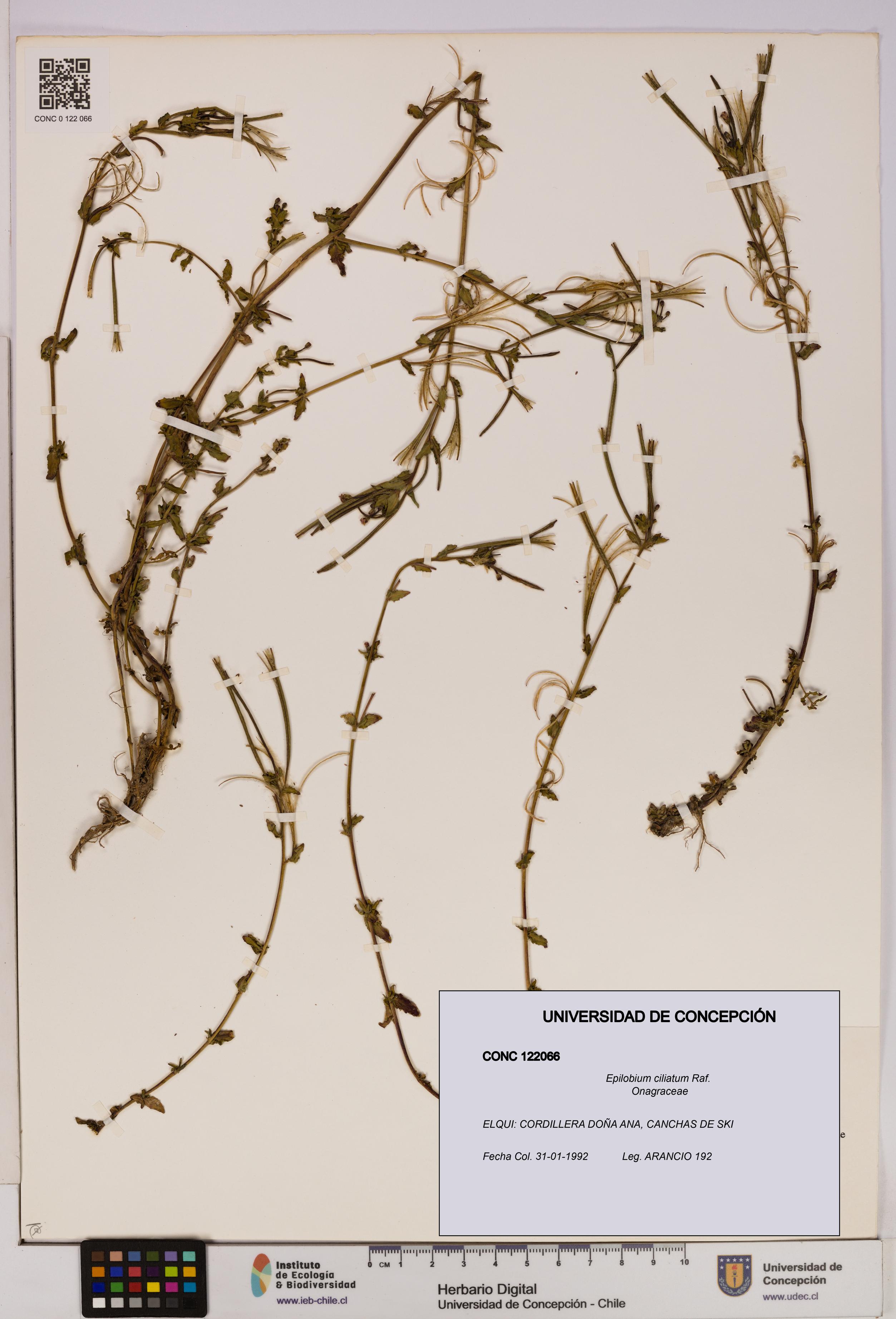 Epilobium ciliatum [Espécimen: UDEC:CONC:0122066]