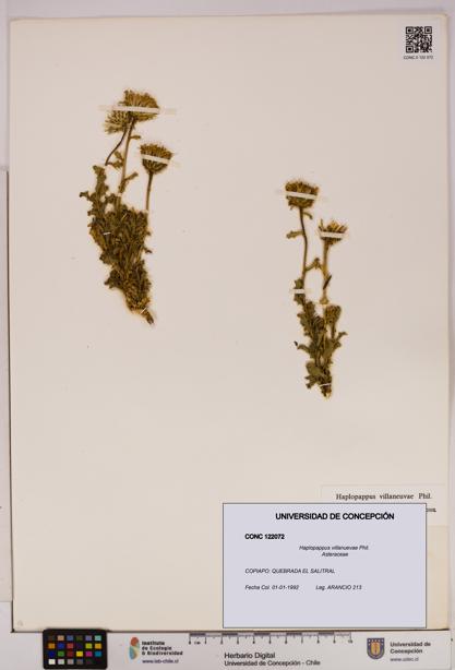 Haplopappus villanuevae [Espécimen: UDEC:CONC:0122072]