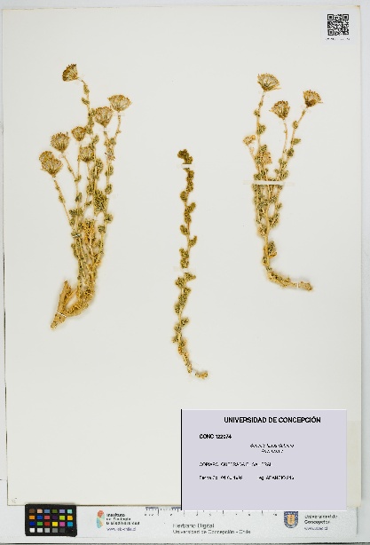 Senecio hirtus [Espécimen: UDEC:CONC:0122074]