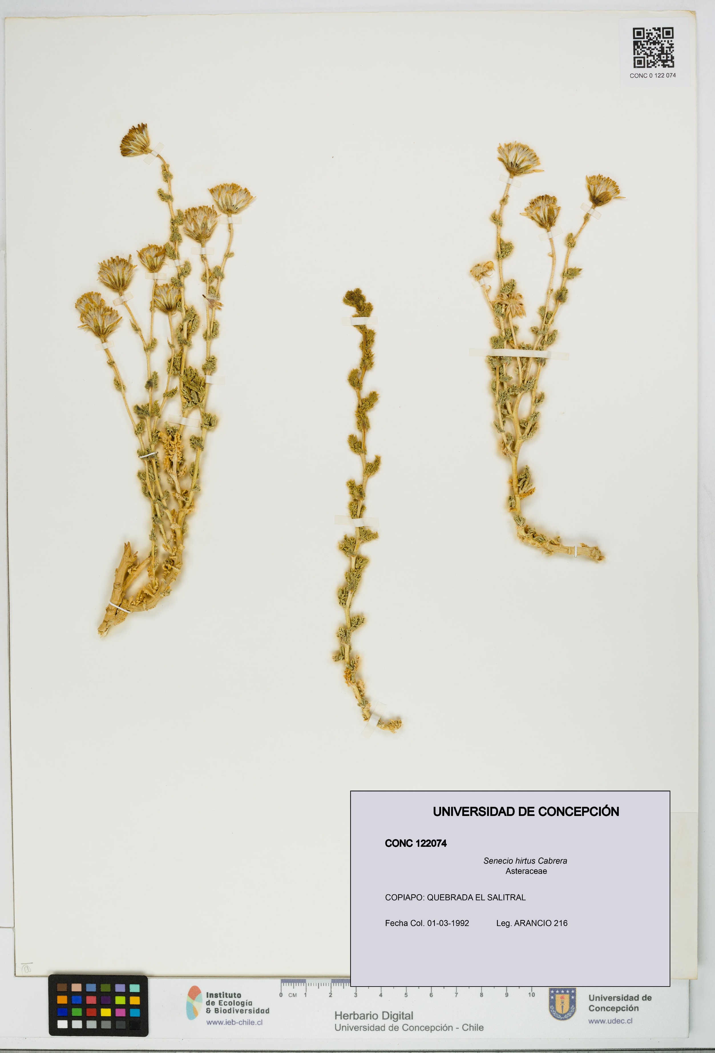 Senecio hirtus [Espécimen: UDEC:CONC:0122074]