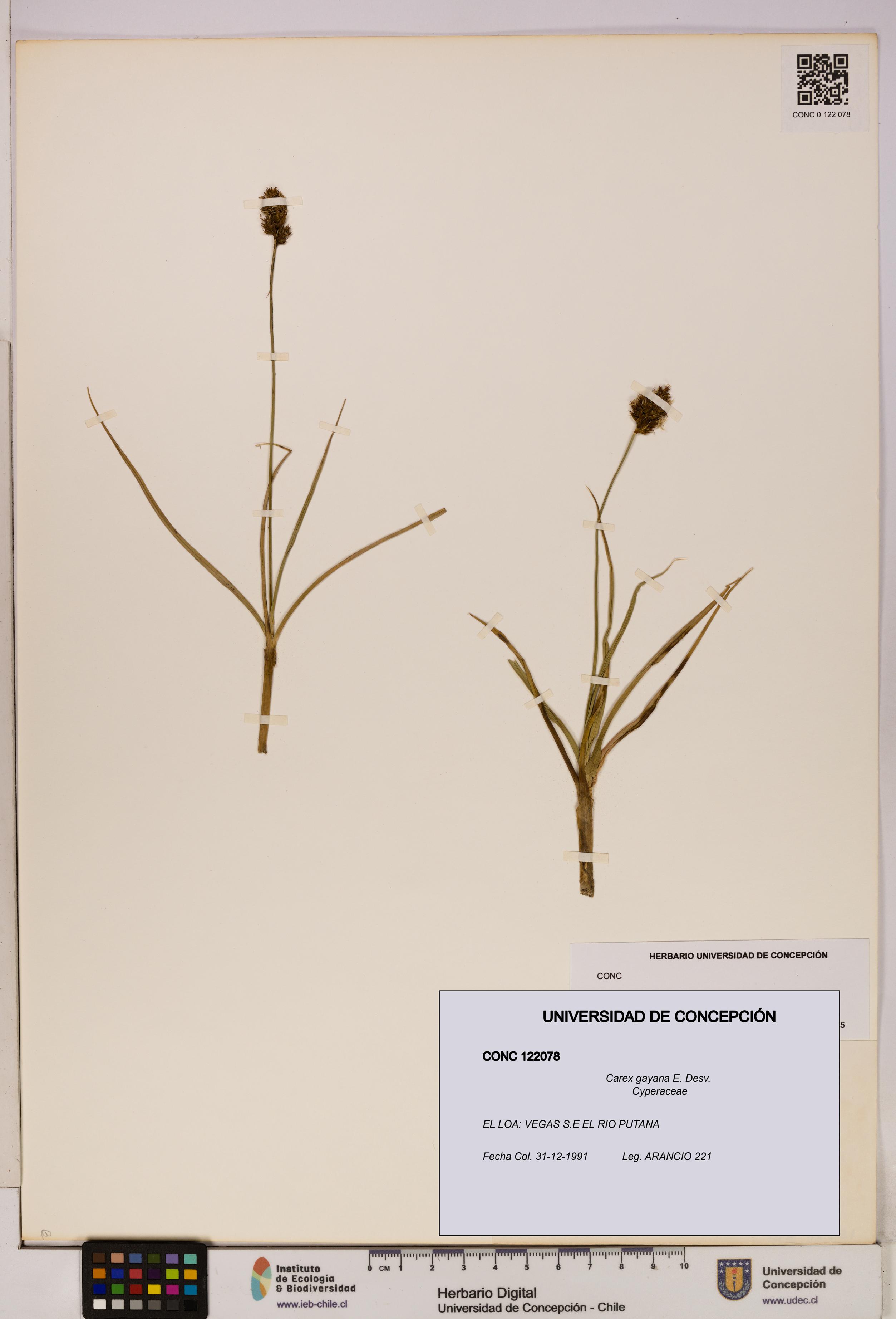 Carex gayana [Espécimen: UDEC:CONC:0122078]