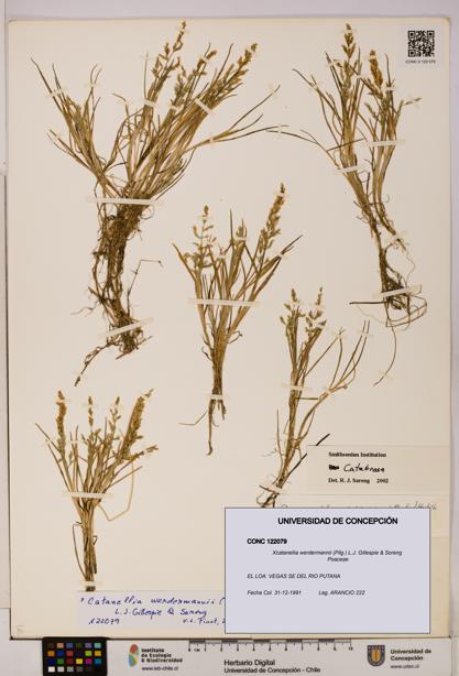 Xcatanellia werdermannii [Espécimen: UDEC:CONC:0122079]