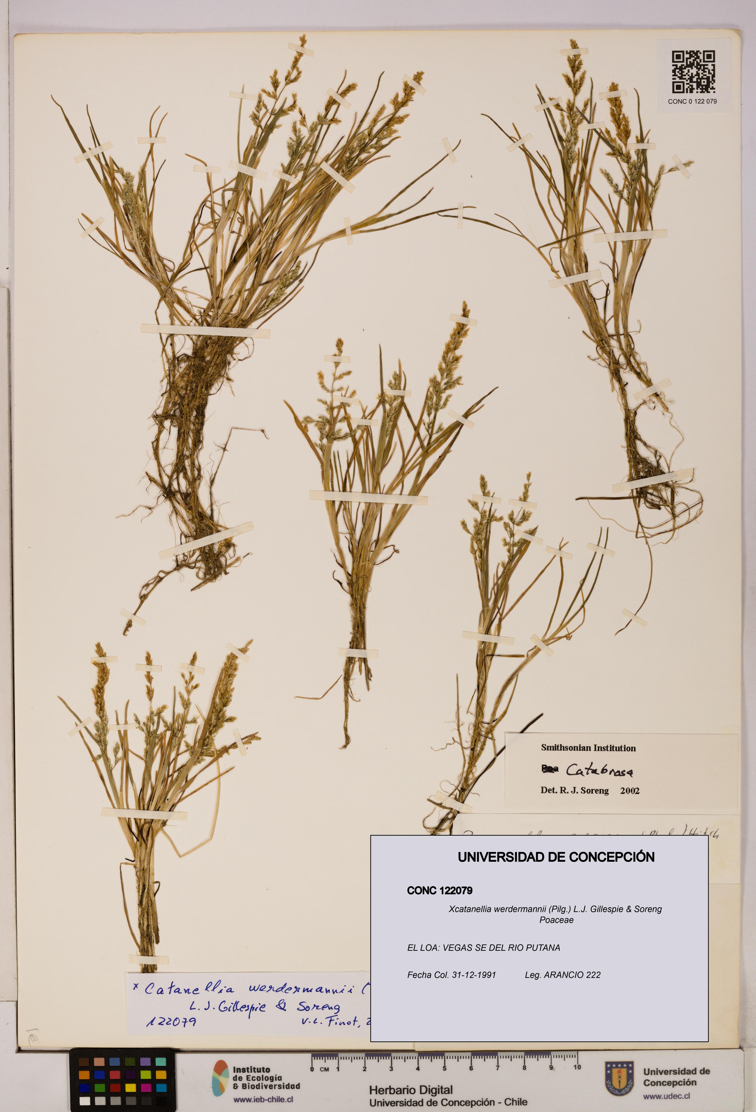 Xcatanellia werdermannii [Espécimen: UDEC:CONC:0122079]