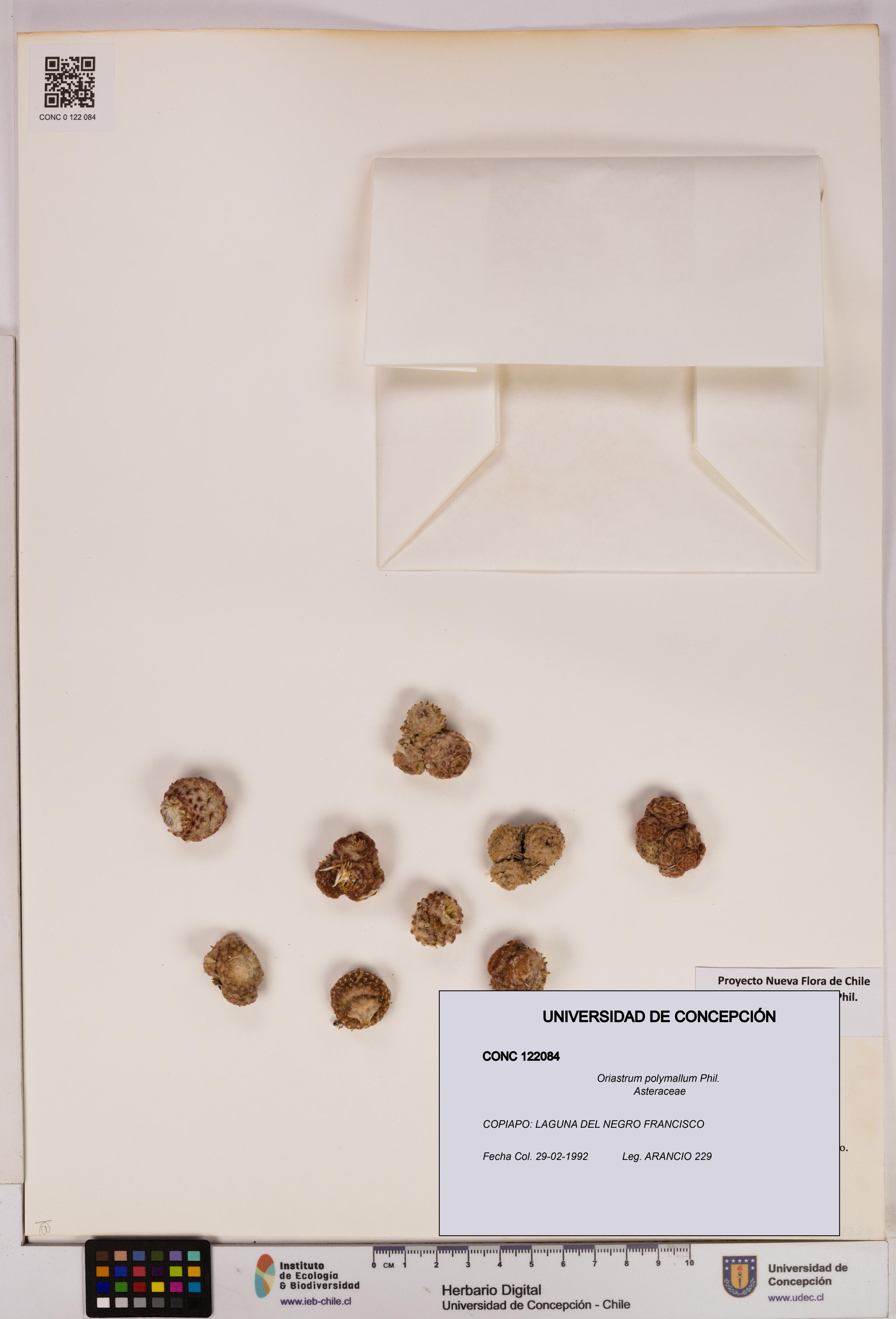 Oriastrum polymallum [Espécimen: UDEC:CONC:0122084]