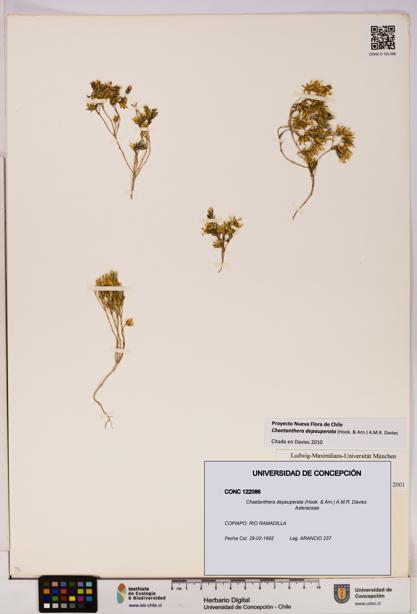 Chaetanthera depauperata [Espécimen: UDEC:CONC:0122086]