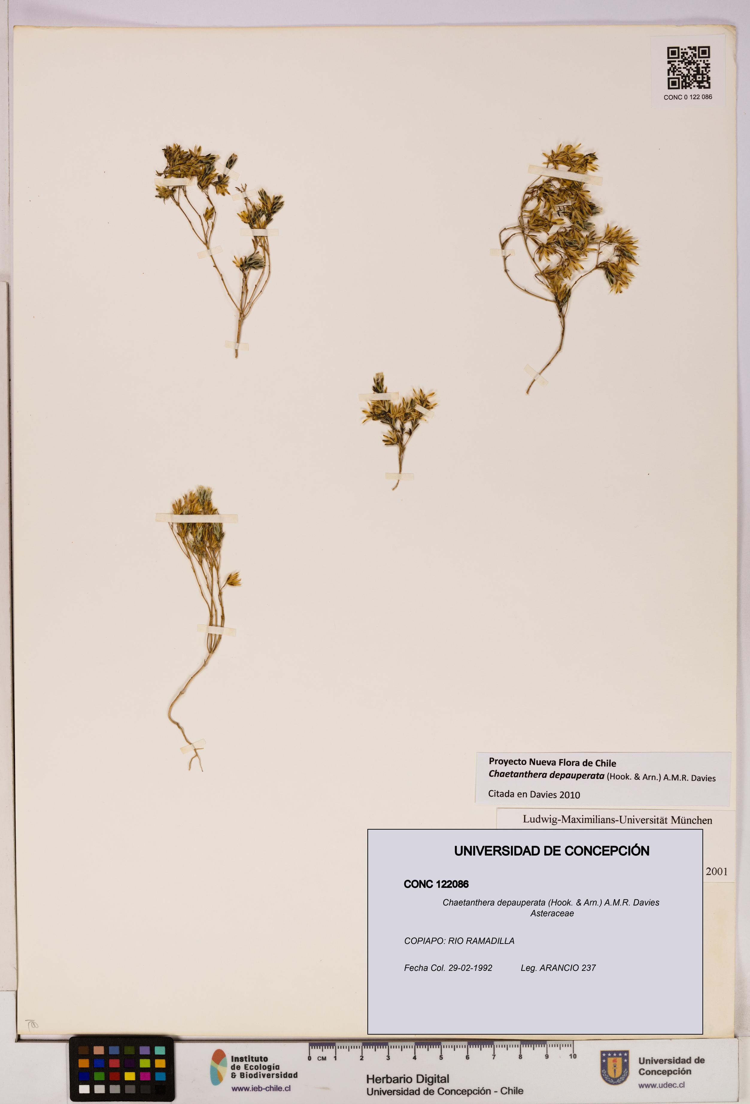 Chaetanthera depauperata [Espécimen: UDEC:CONC:0122086]