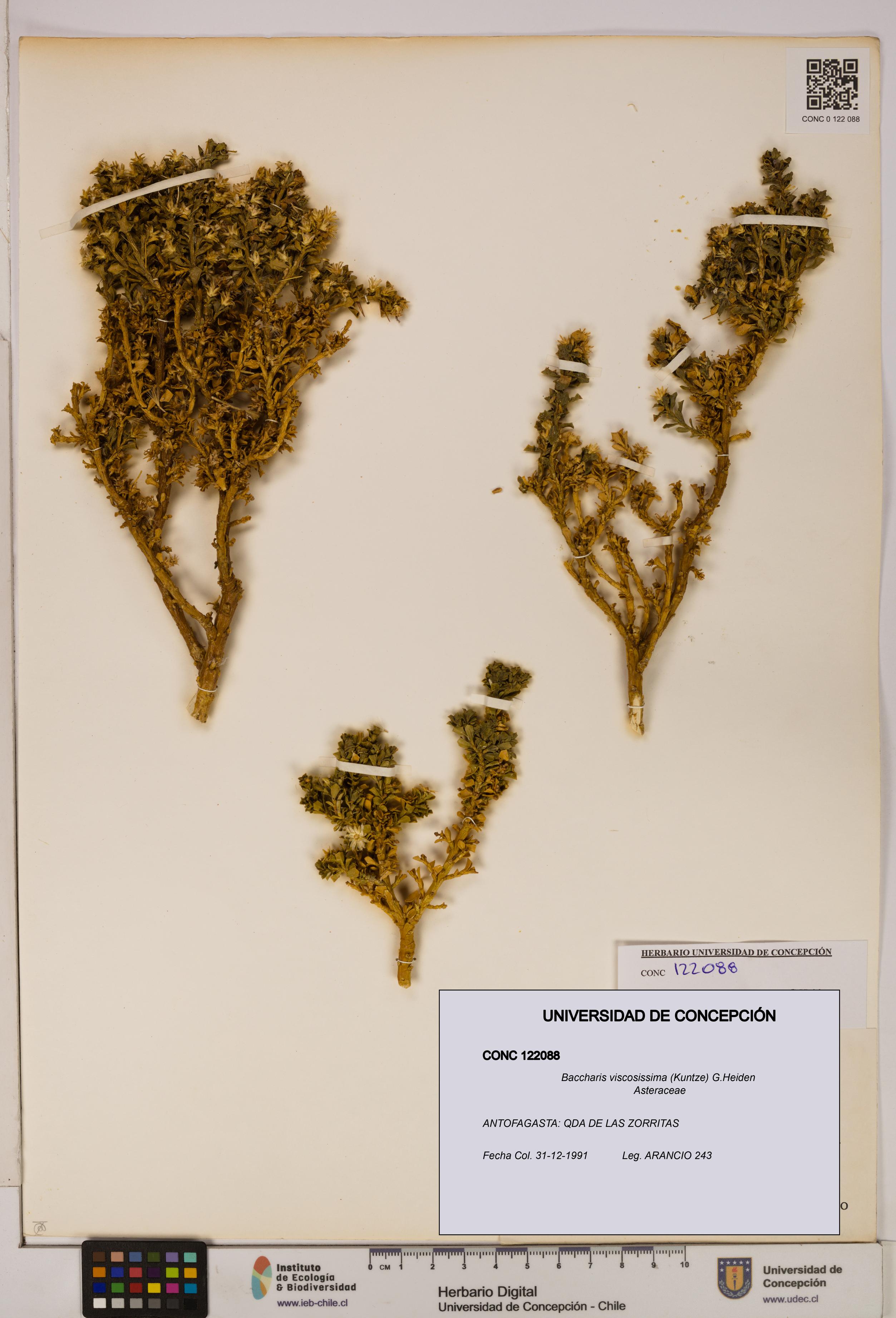 Baccharis tola [Espécimen: UDEC:CONC:0122088]