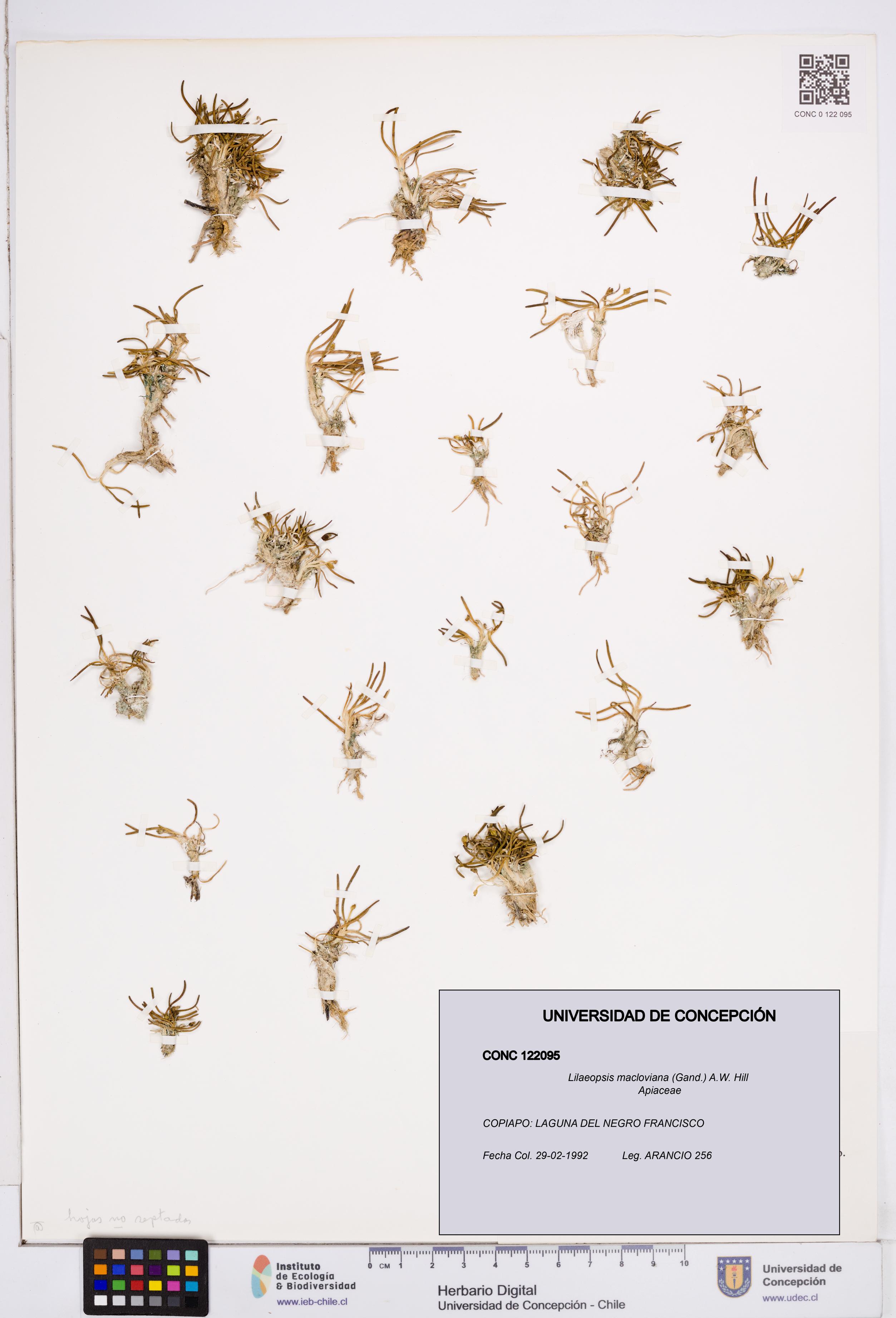 Lilaeopsis macloviana [Espécimen: ]