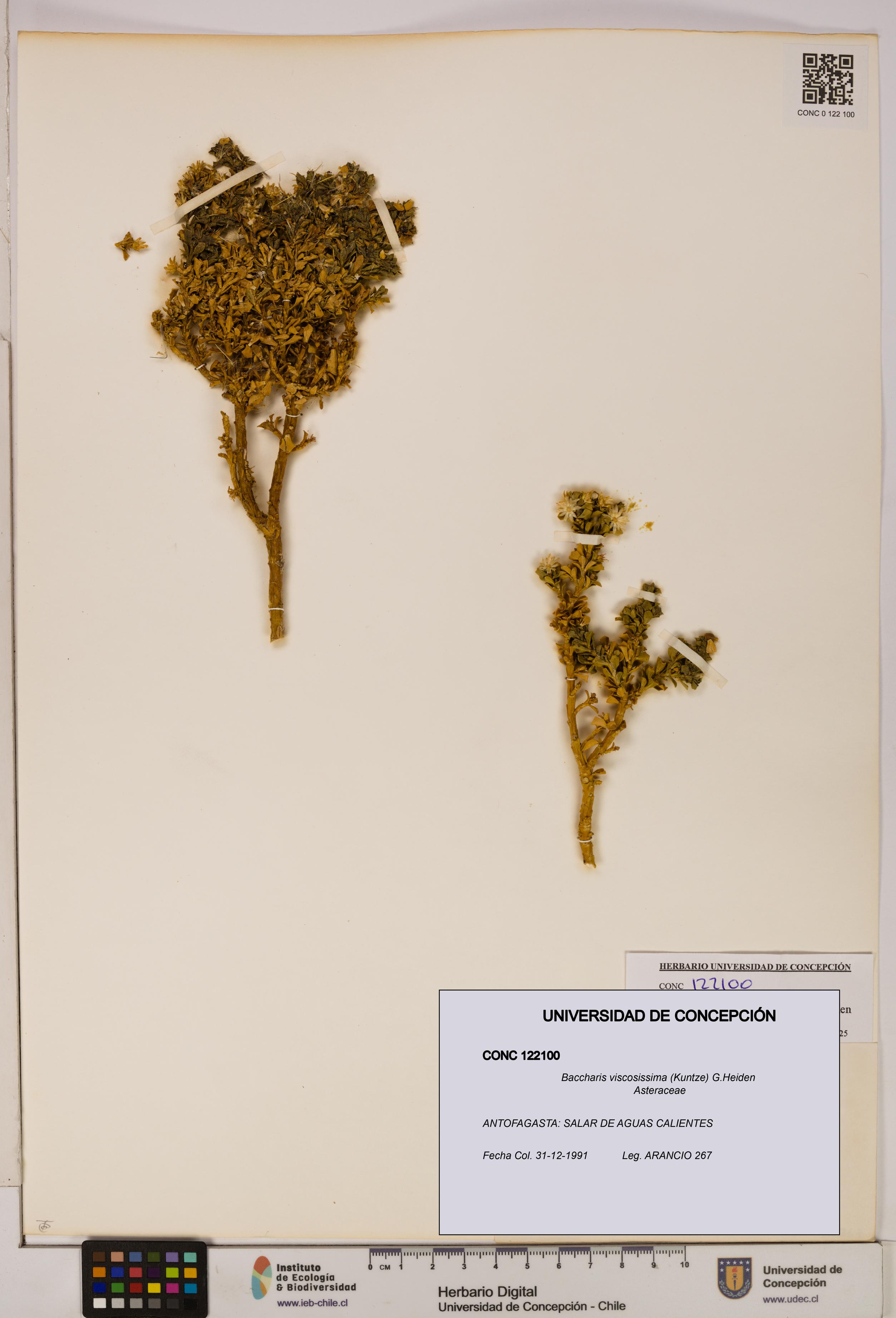 Baccharis tola [Espécimen: UDEC:CONC:0122100]