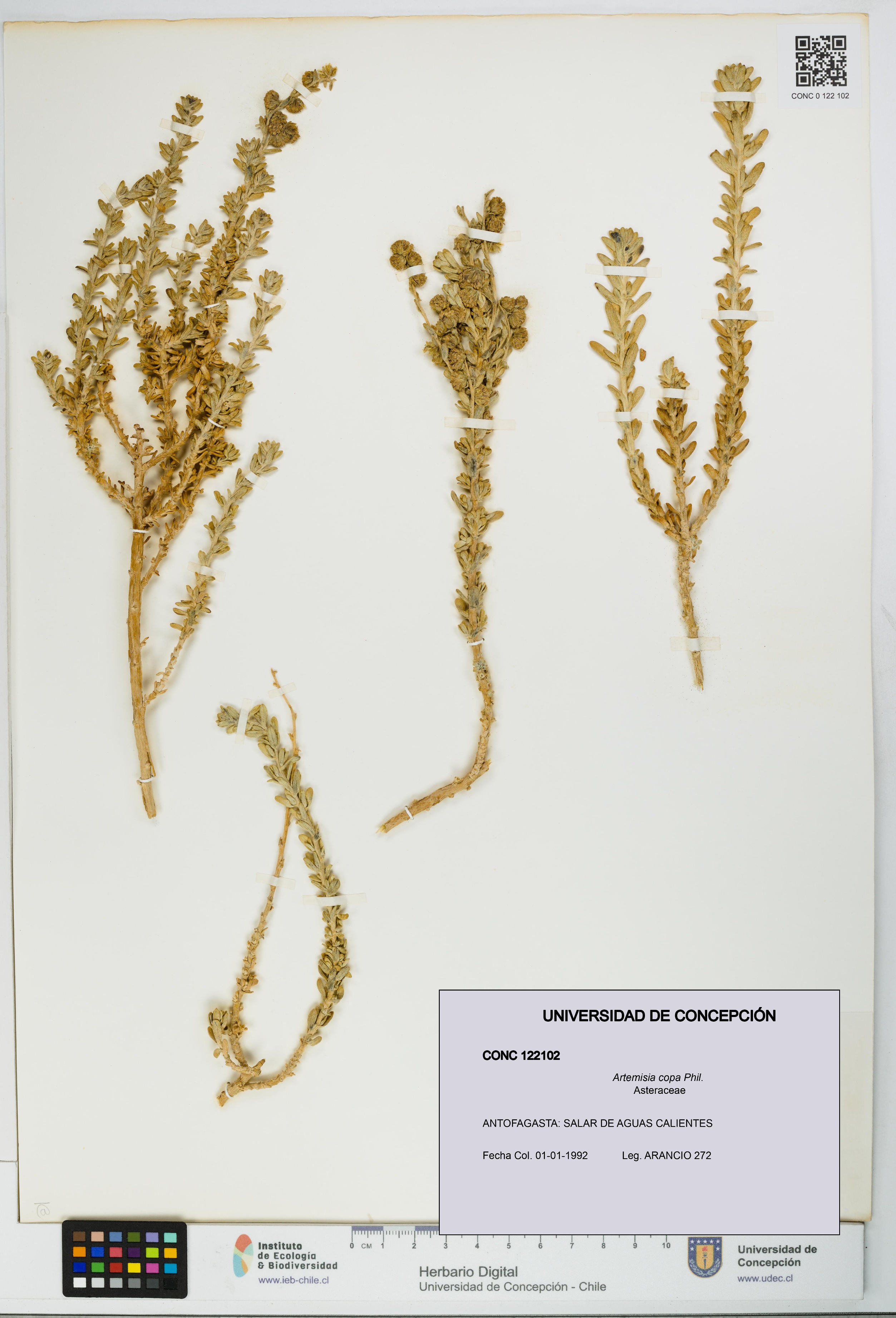 Artemisia copa [Espécimen: UDEC:CONC:0122102]