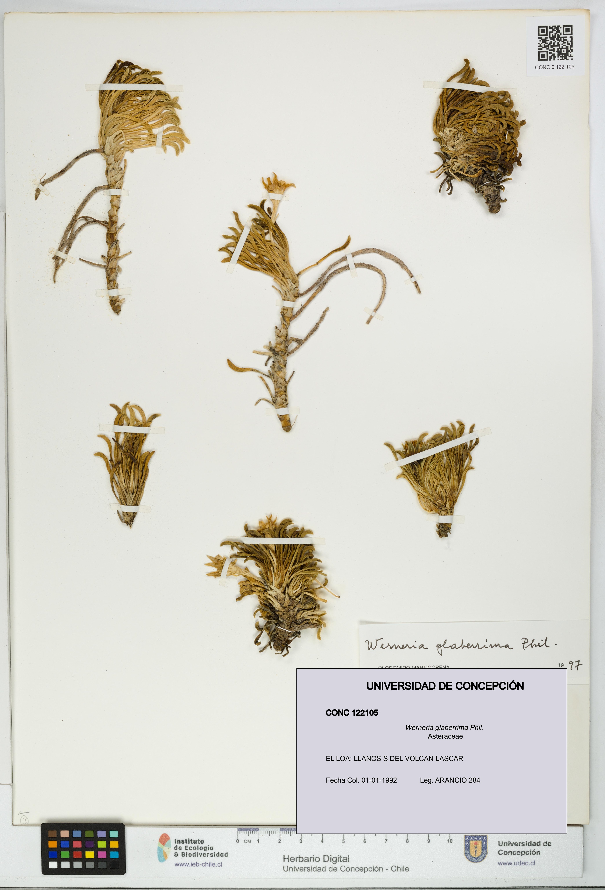 Werneria glaberrima [Espécimen: UDEC:CONC:0122105]