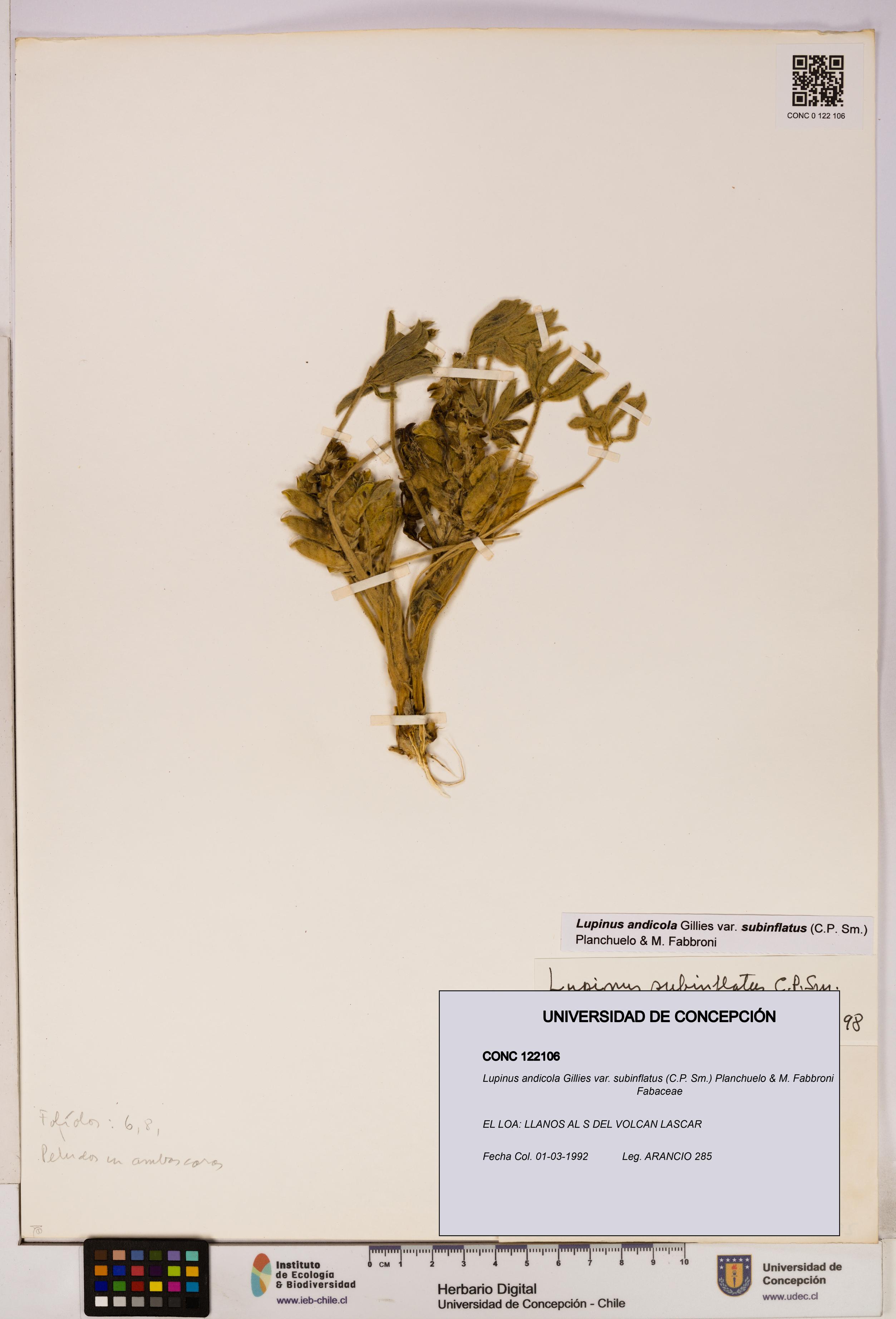 Lupinus andicola [Espécimen: UDEC:CONC:0122106]