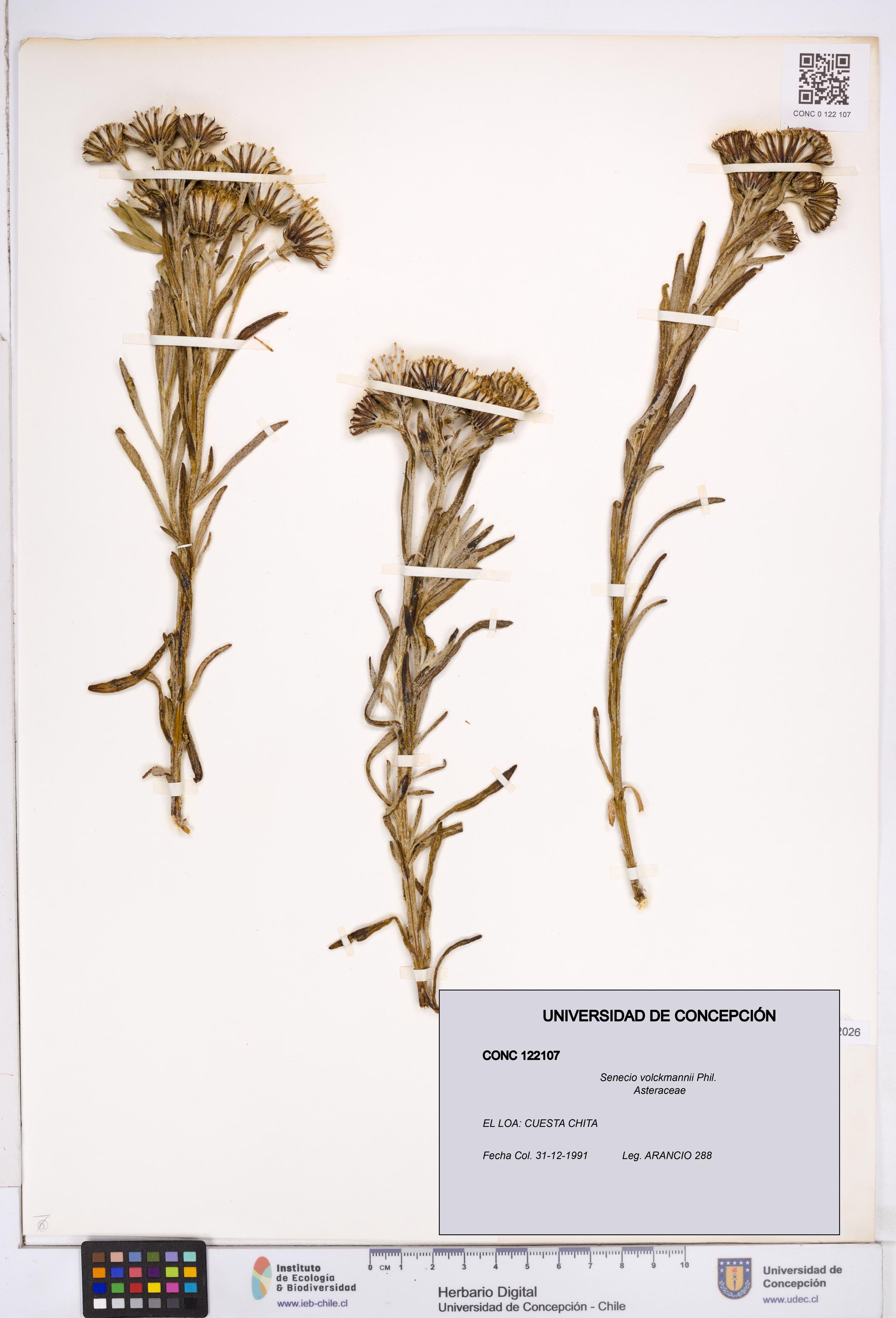 Senecio volckmannii [Espécimen: ]