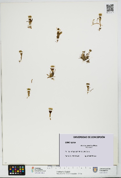 Werneria spathulata [Espécimen: UDEC:CONC:0122109]
