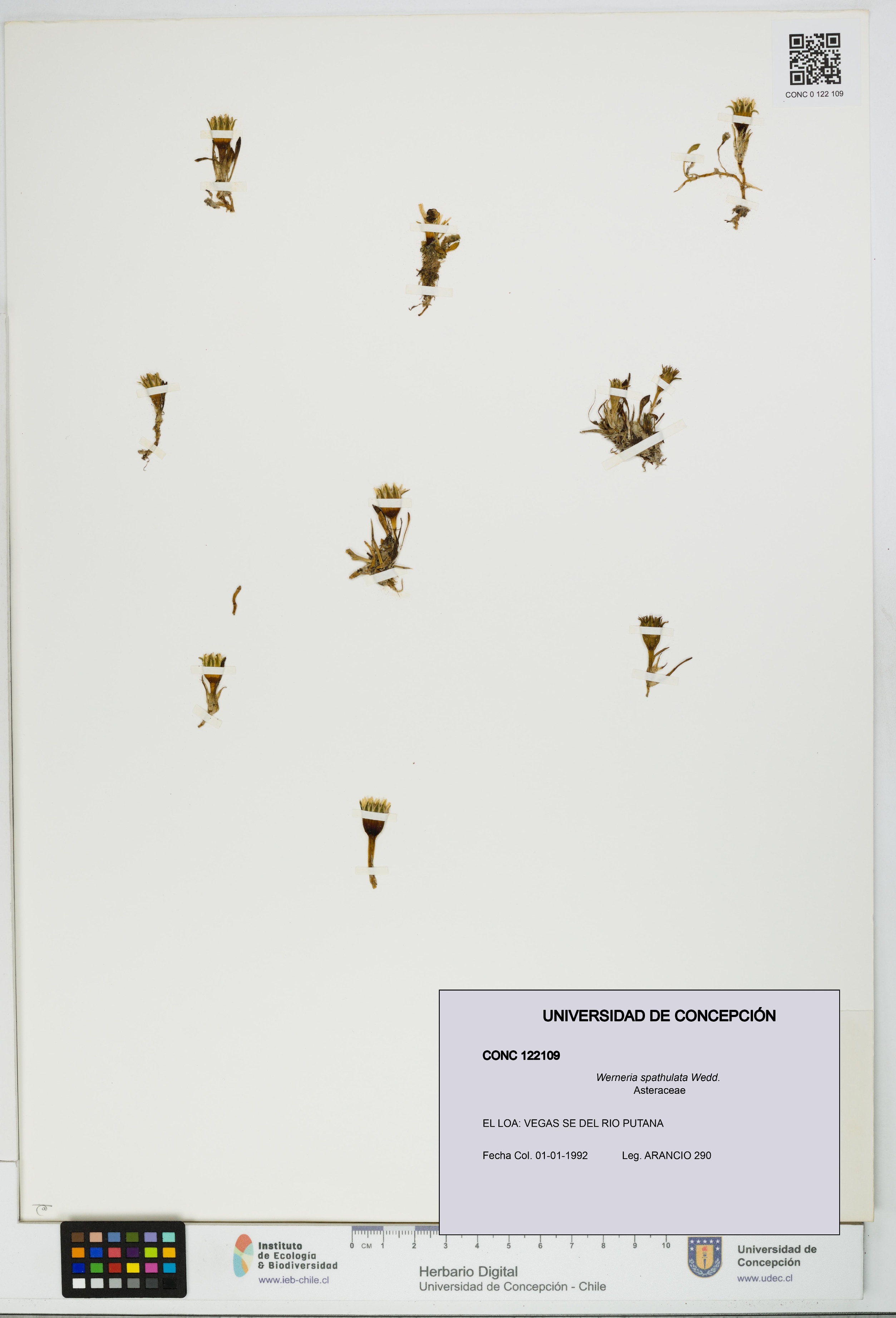 Werneria spathulata [Espécimen: UDEC:CONC:0122109]
