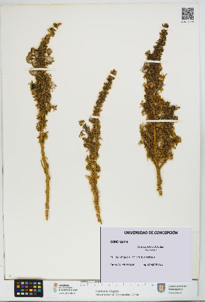 Senecio nutans [Espécimen: UDEC:CONC:0122110]