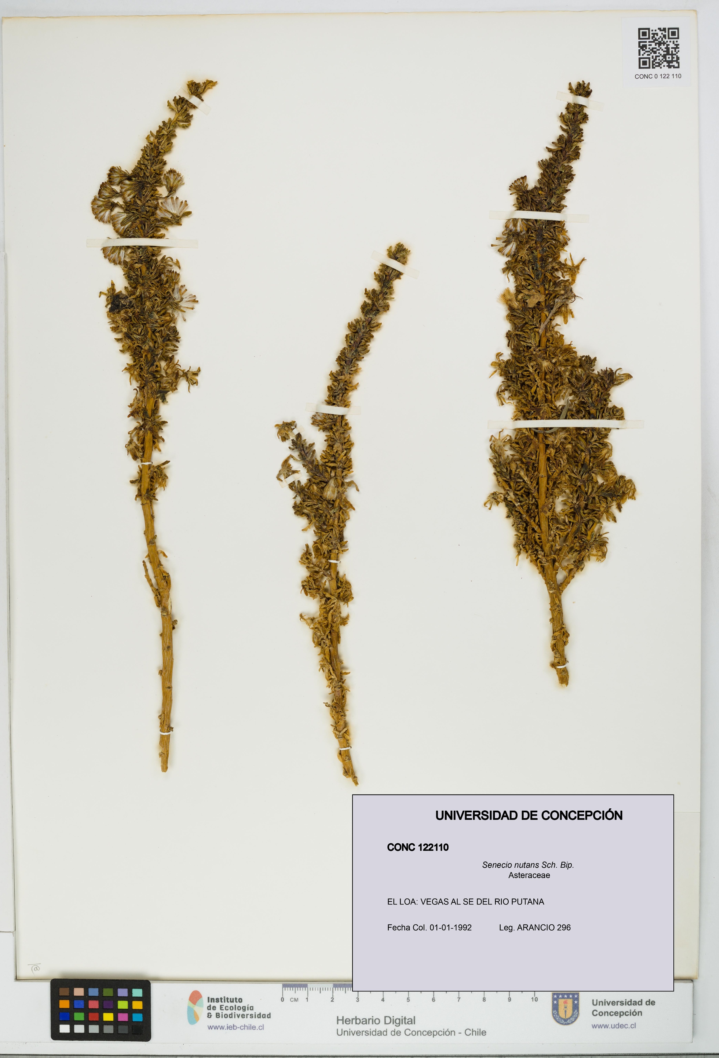 Senecio nutans [Espécimen: UDEC:CONC:0122110]