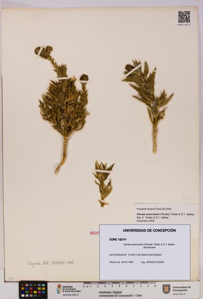 Silvaea arancioana [Espécimen: UDEC:CONC:0122111]