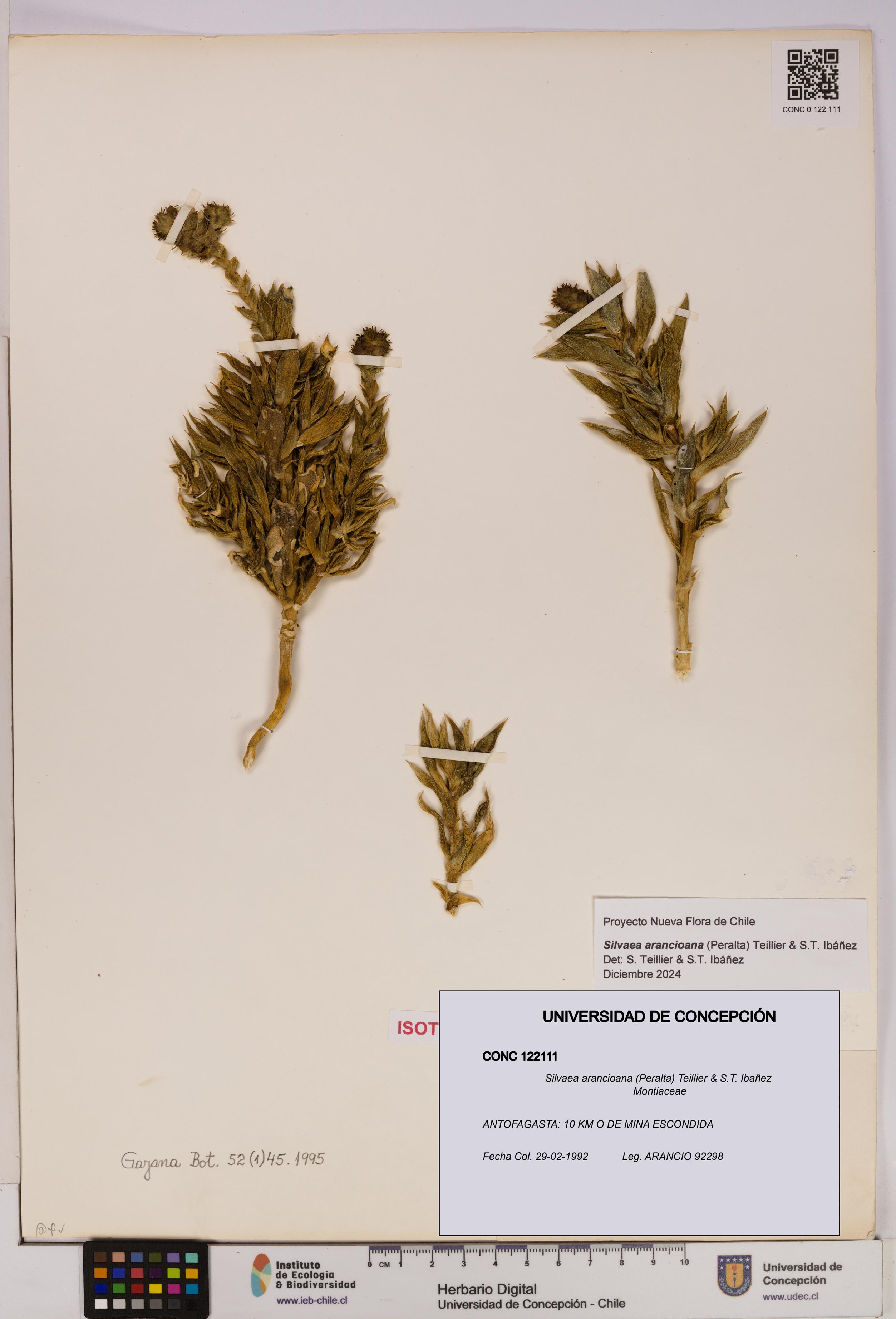 Silvaea arancioana [Espécimen: UDEC:CONC:0122111]
