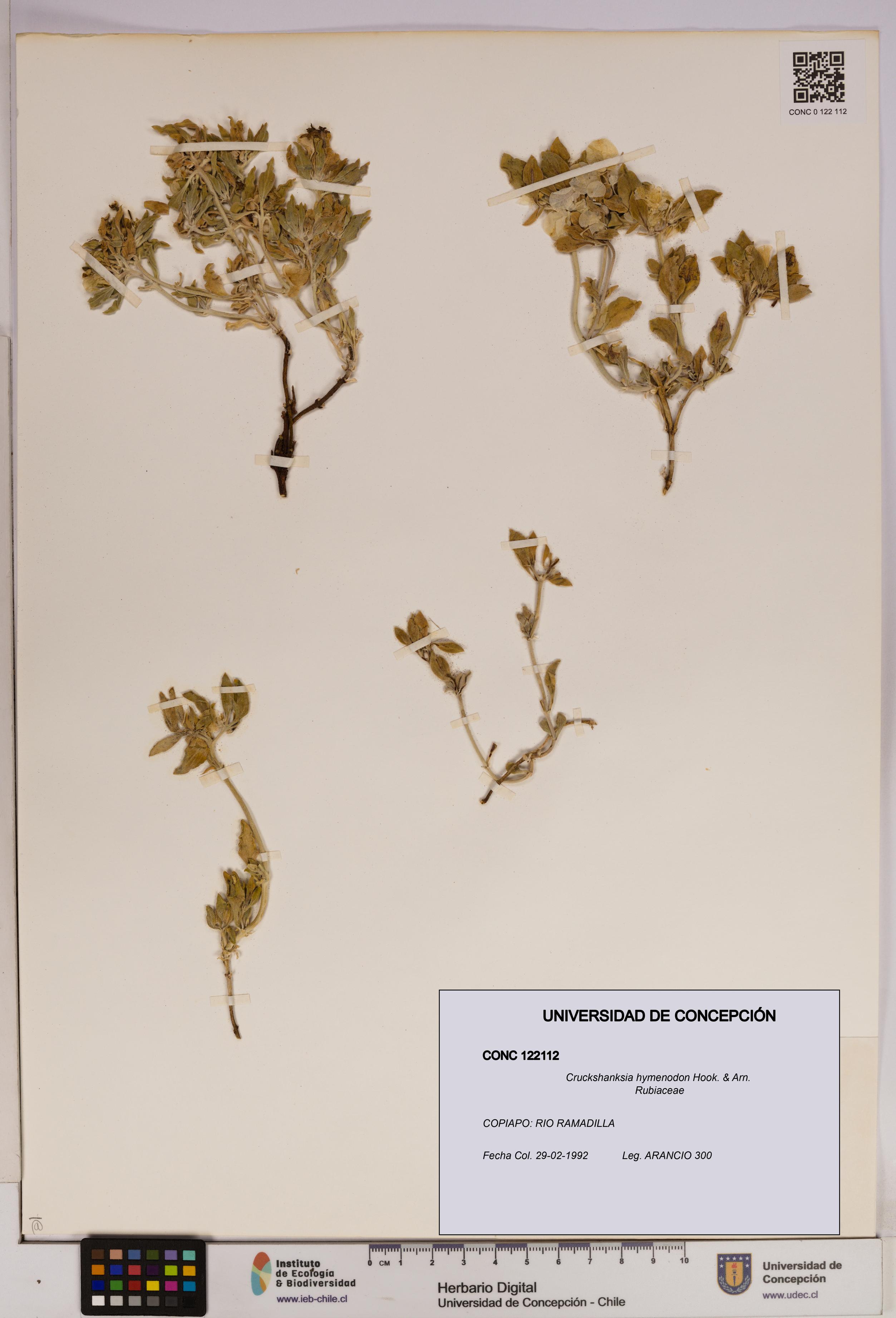 Cruckshanksia hymenodon [Espécimen: UDEC:CONC:0122112]