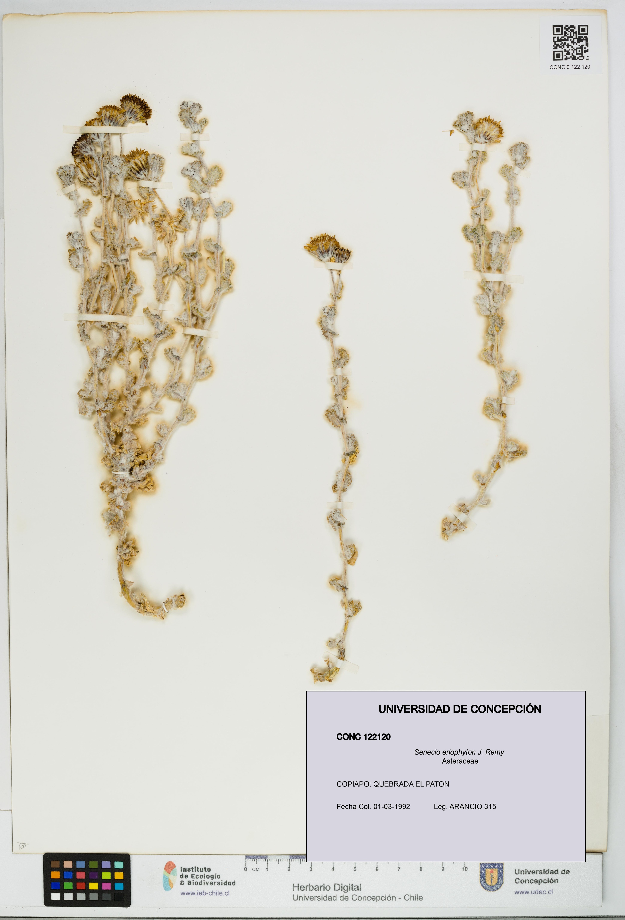 Senecio eriophyton [Espécimen: UDEC:CONC:0122120]