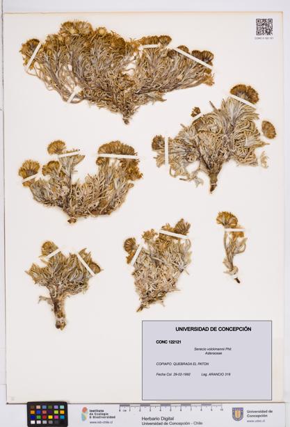 Senecio volckmannii [Espécimen: ]
