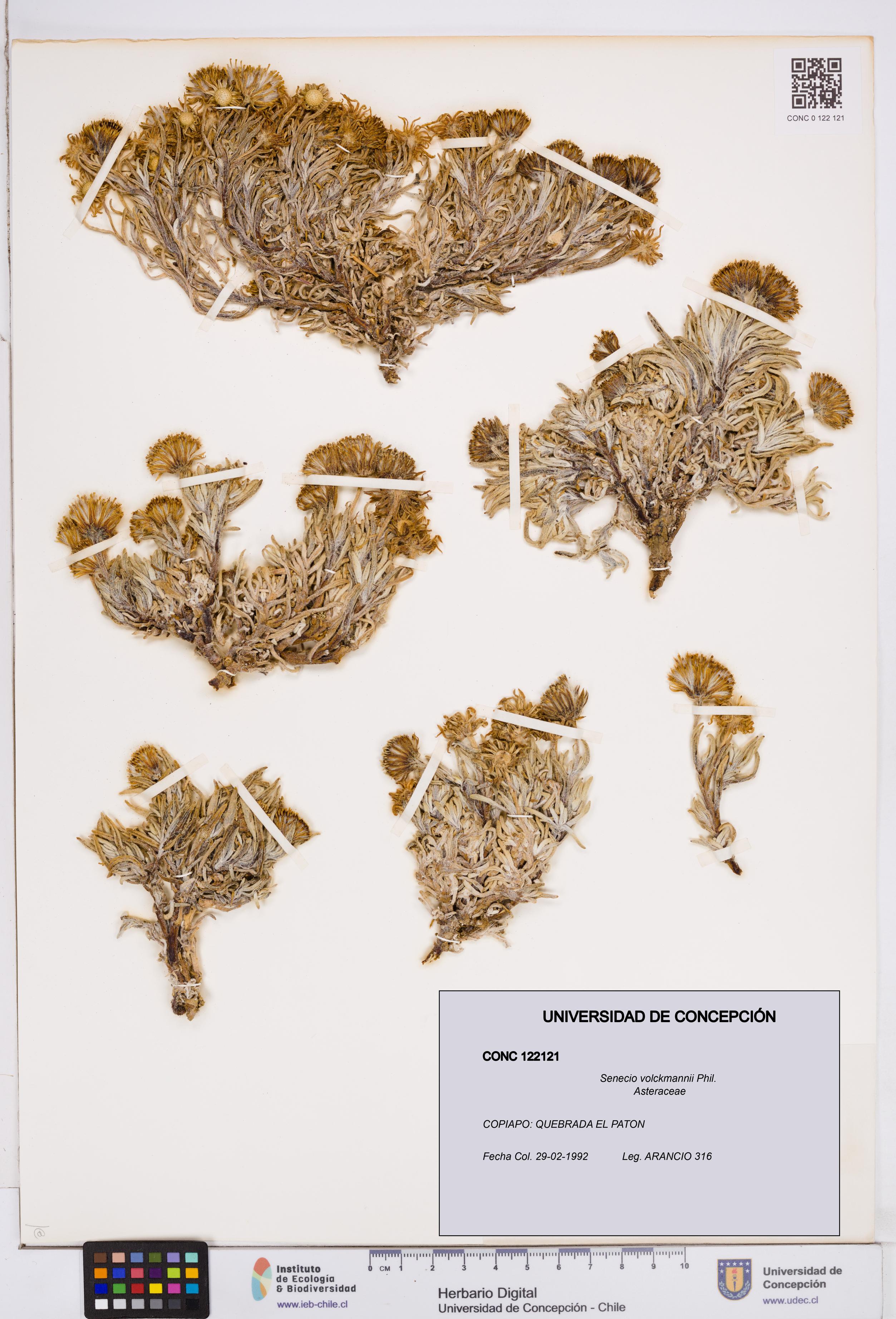 Senecio volckmannii [Espécimen: ]