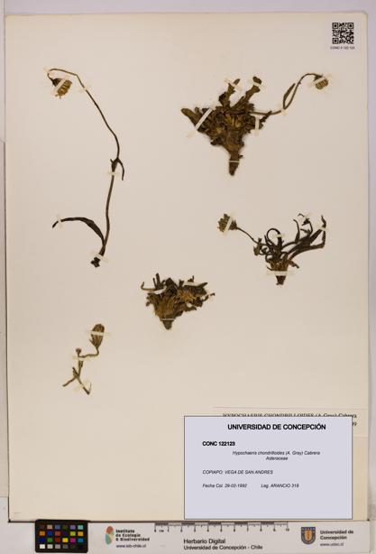 Hypochaeris chondrilloides [Espécimen: UDEC:CONC:0122123]