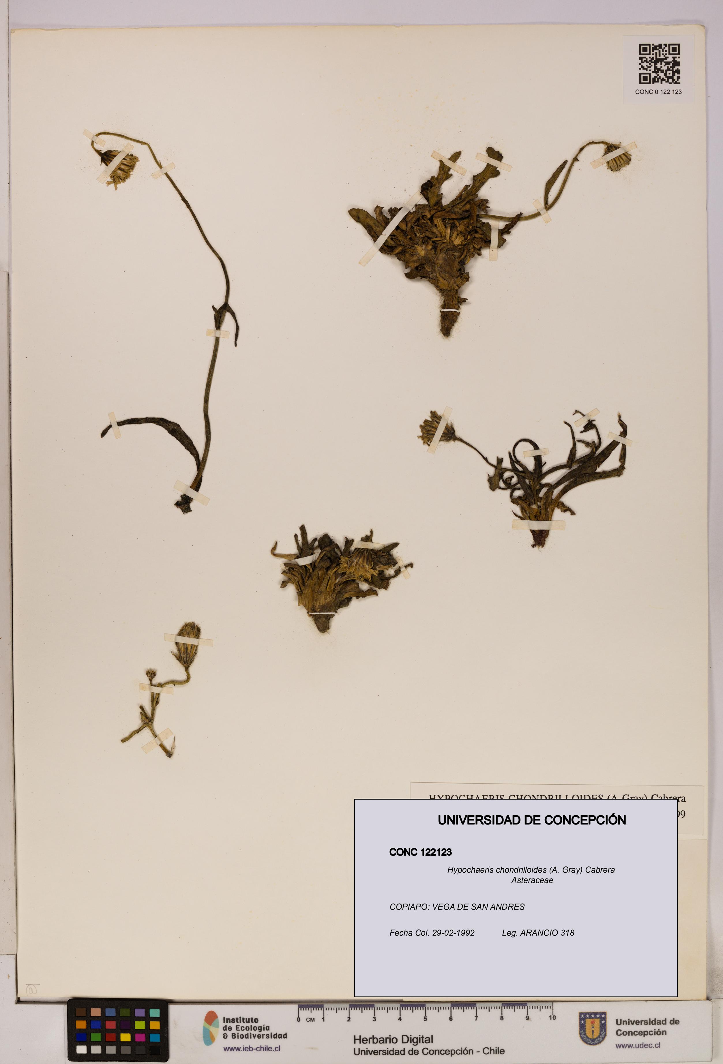 Hypochaeris chondrilloides [Espécimen: UDEC:CONC:0122123]