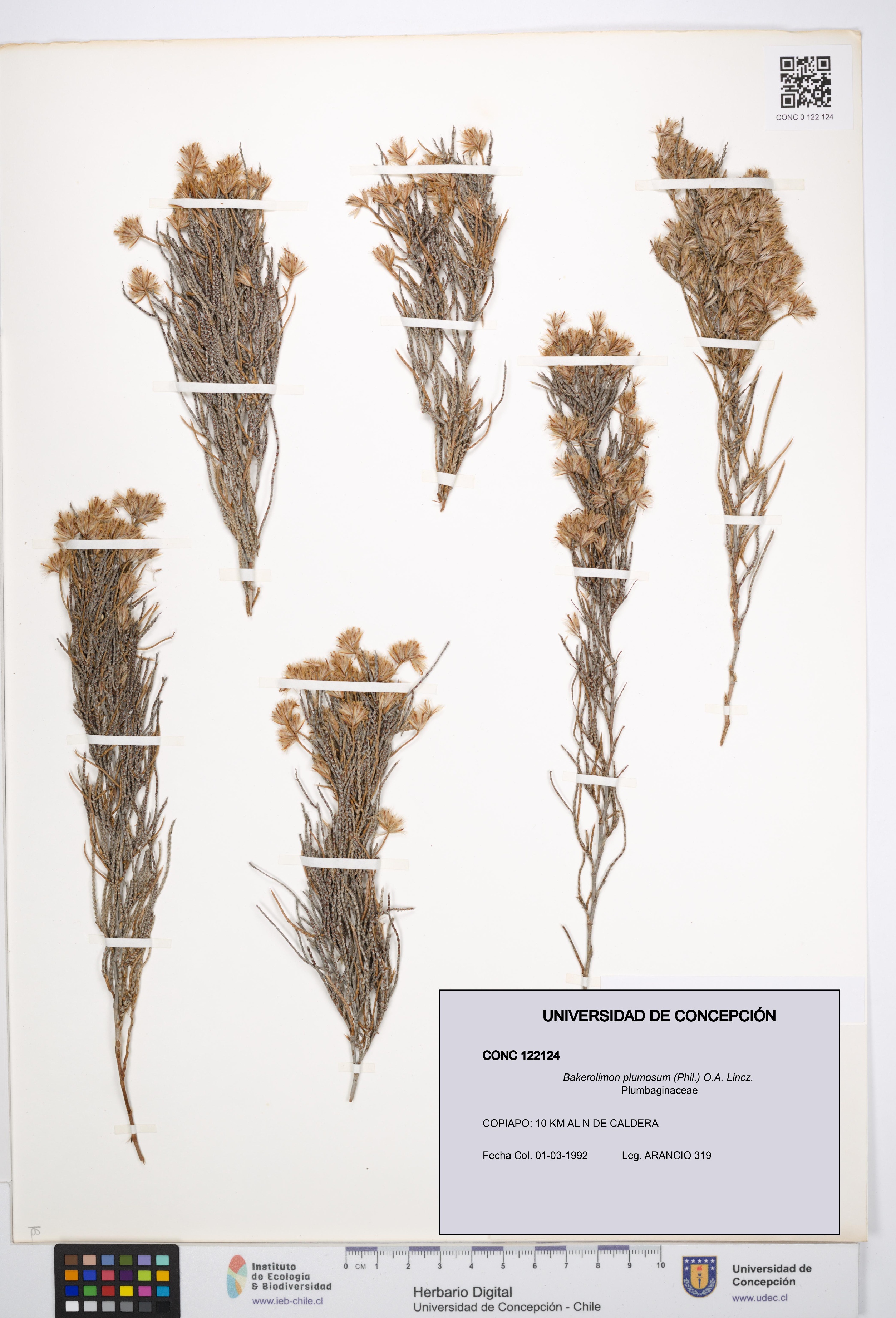Bakerolimon plumosum [Espécimen: UDEC:CONC:0122124]