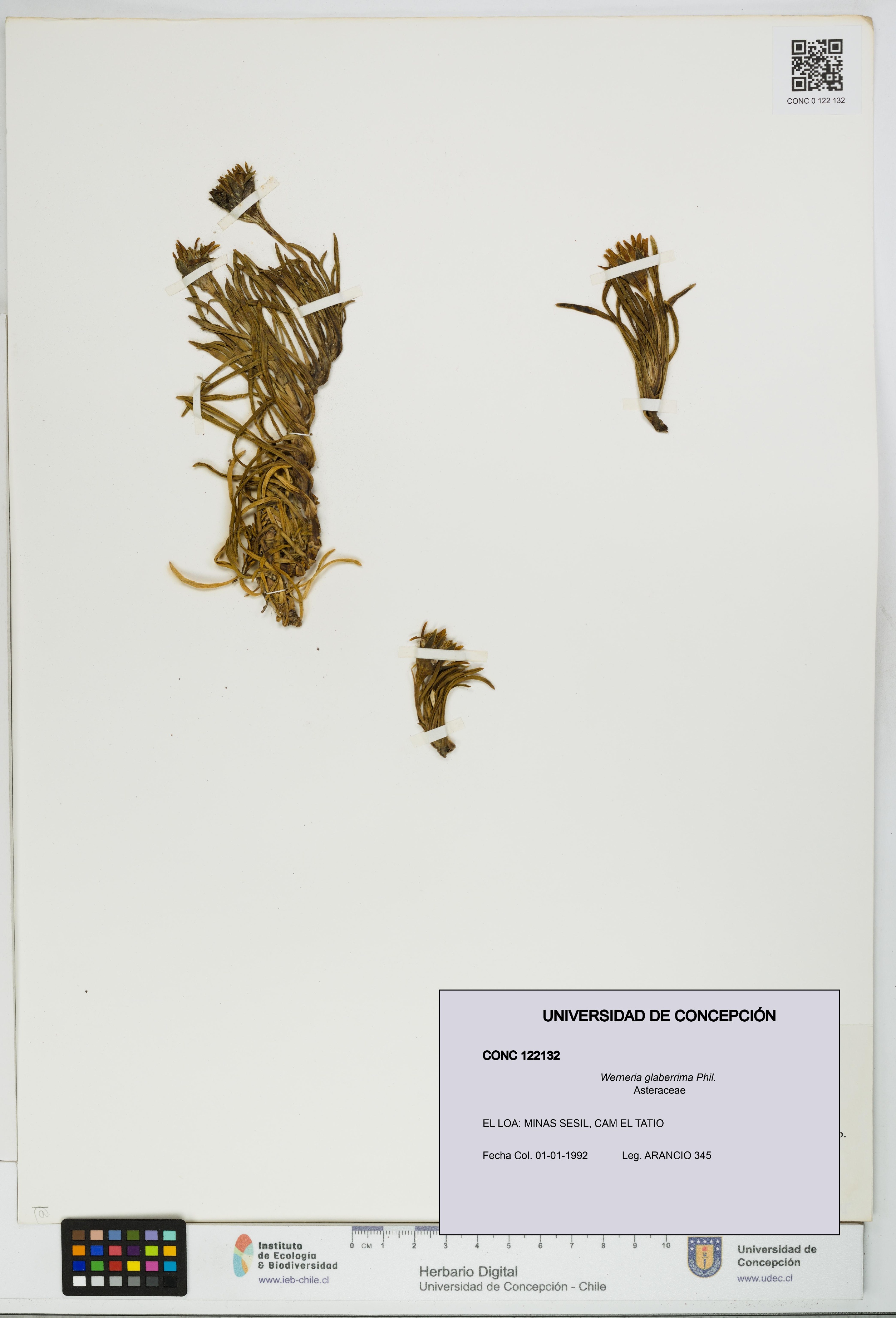 Werneria glaberrima [Espécimen: UDEC:CONC:0122132]