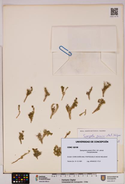 Spergularia pissisii [Espécimen: UDEC:CONC:0122135]