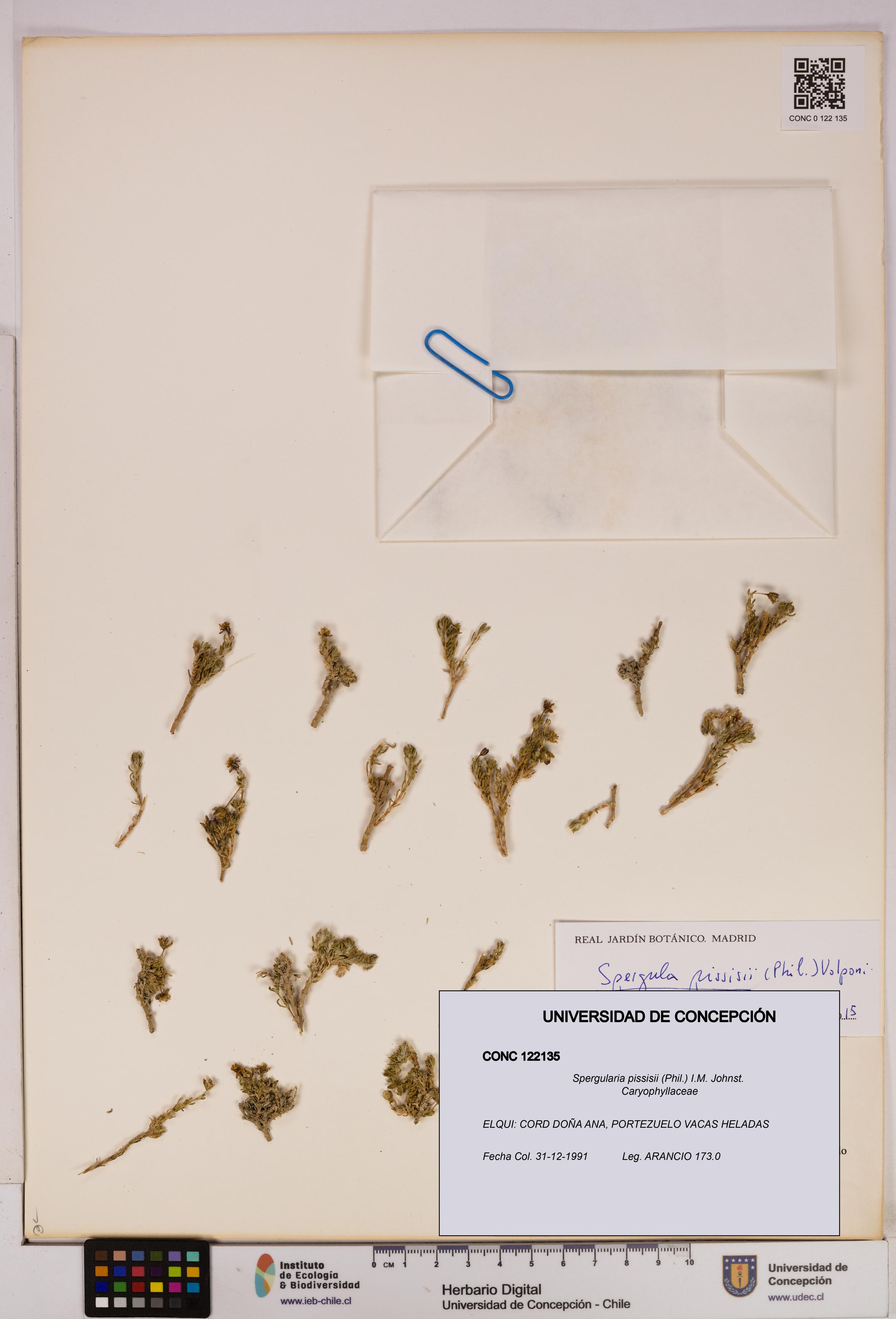 Spergularia pissisii [Espécimen: UDEC:CONC:0122135]