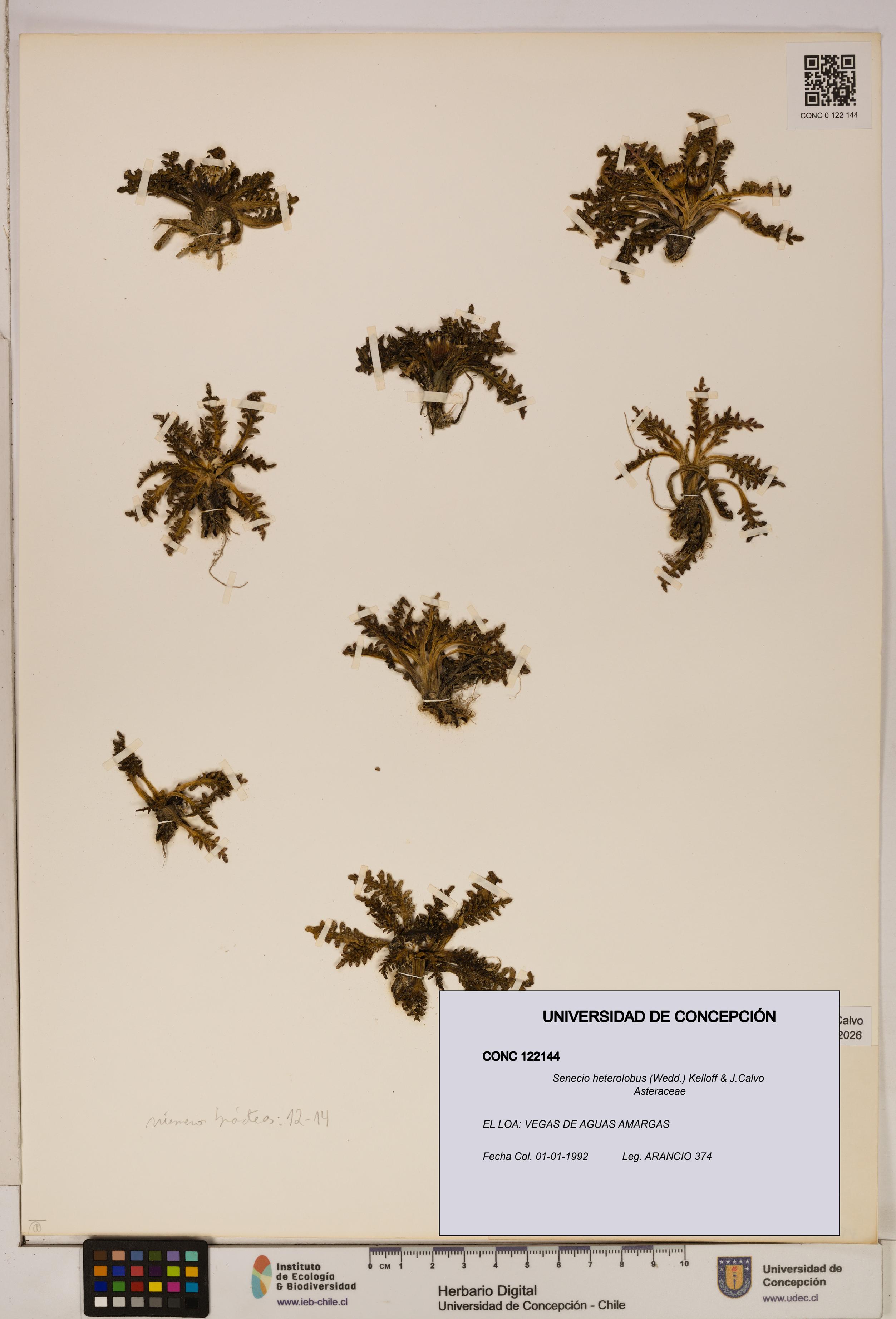 Senecio heterolobus [Espécimen: ]