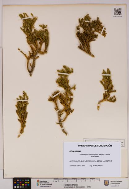 Parastrephia quadrangularis [Espécimen: UDEC:CONC:0122145]